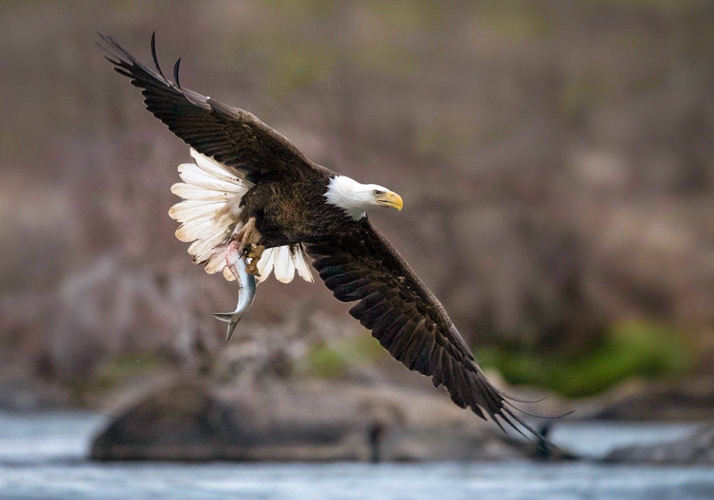 Bald Eagle