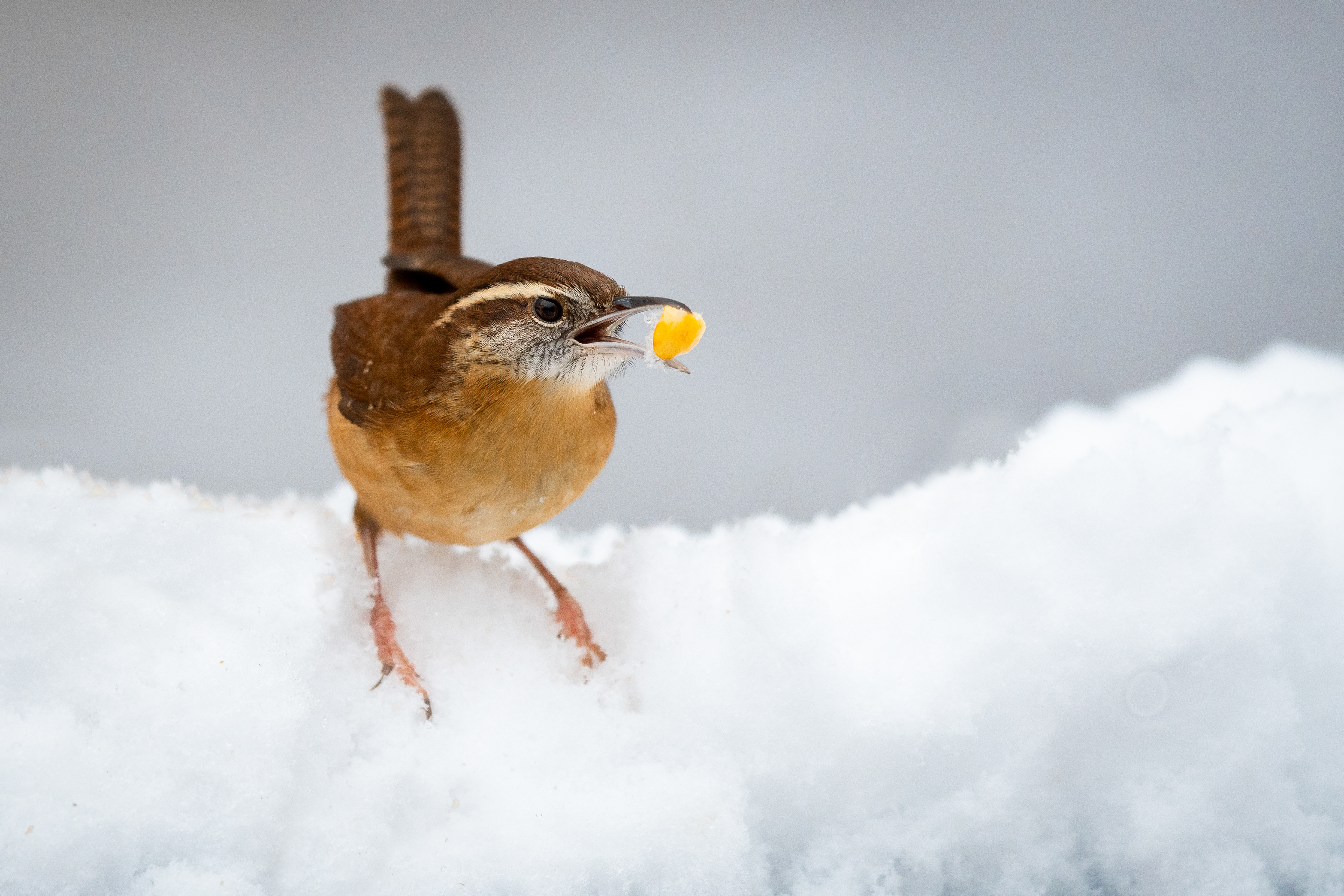 Carolina Wren
