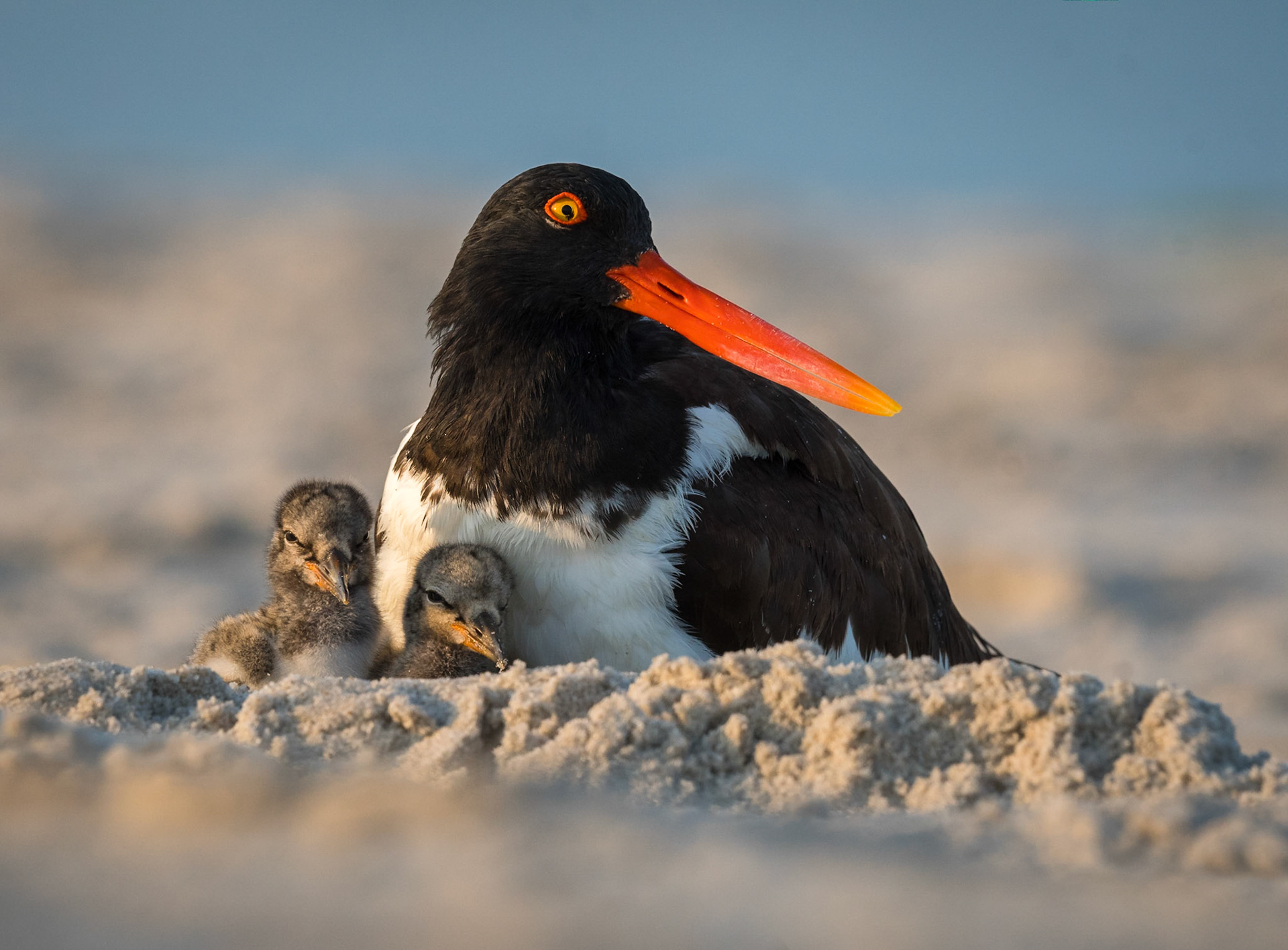 Oystercatcher with Chicks