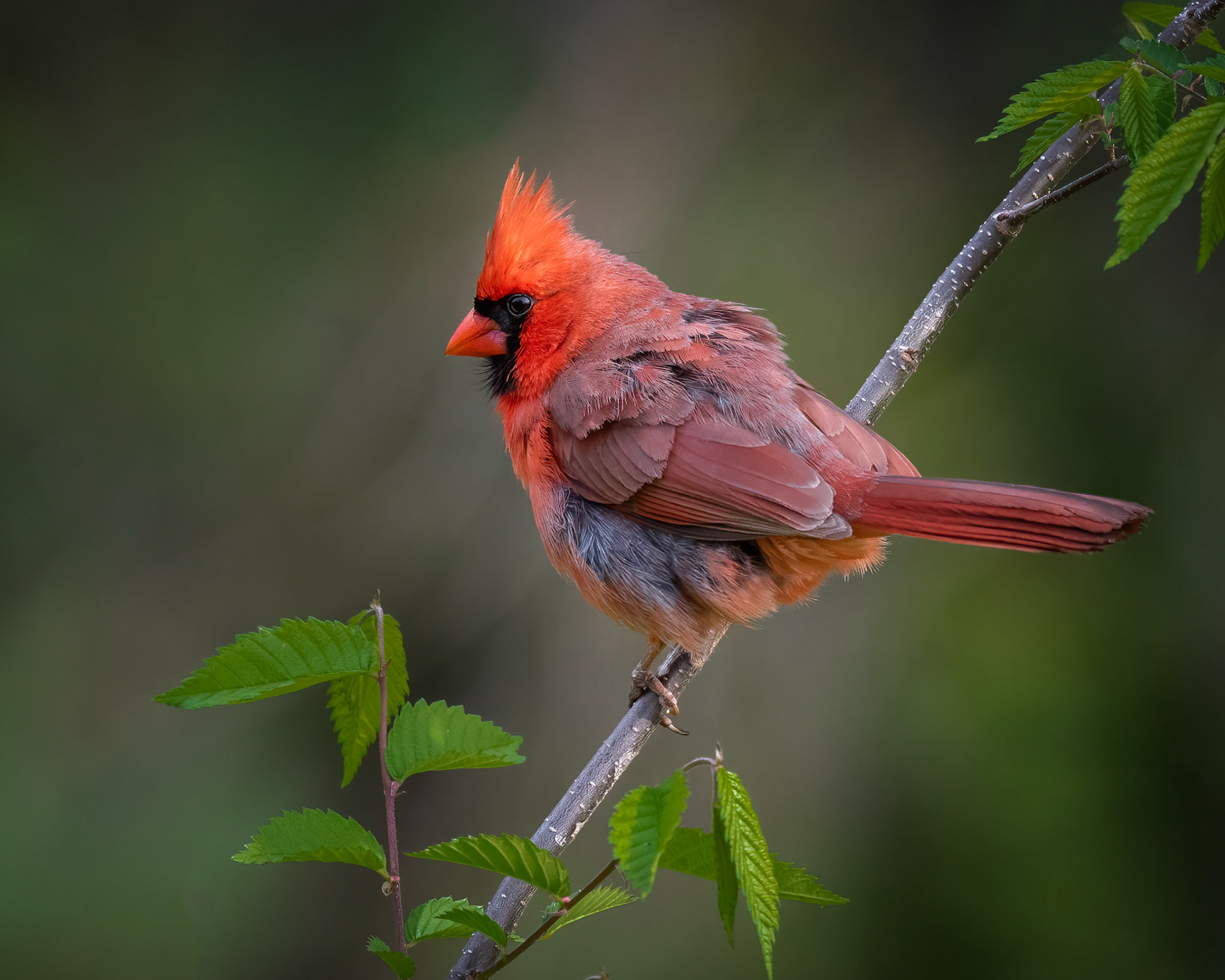 Northern Cardinal