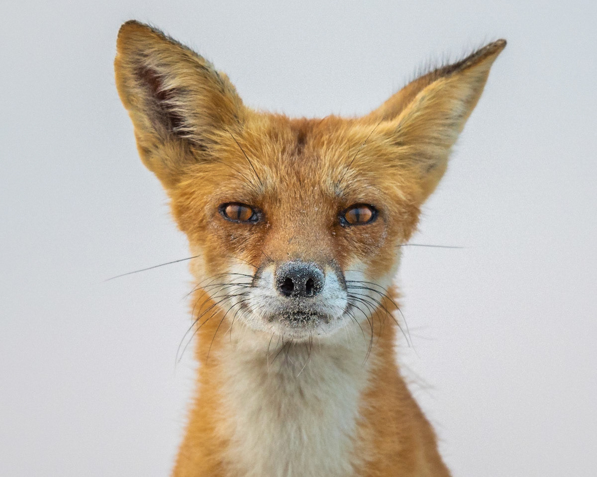 Red Fox