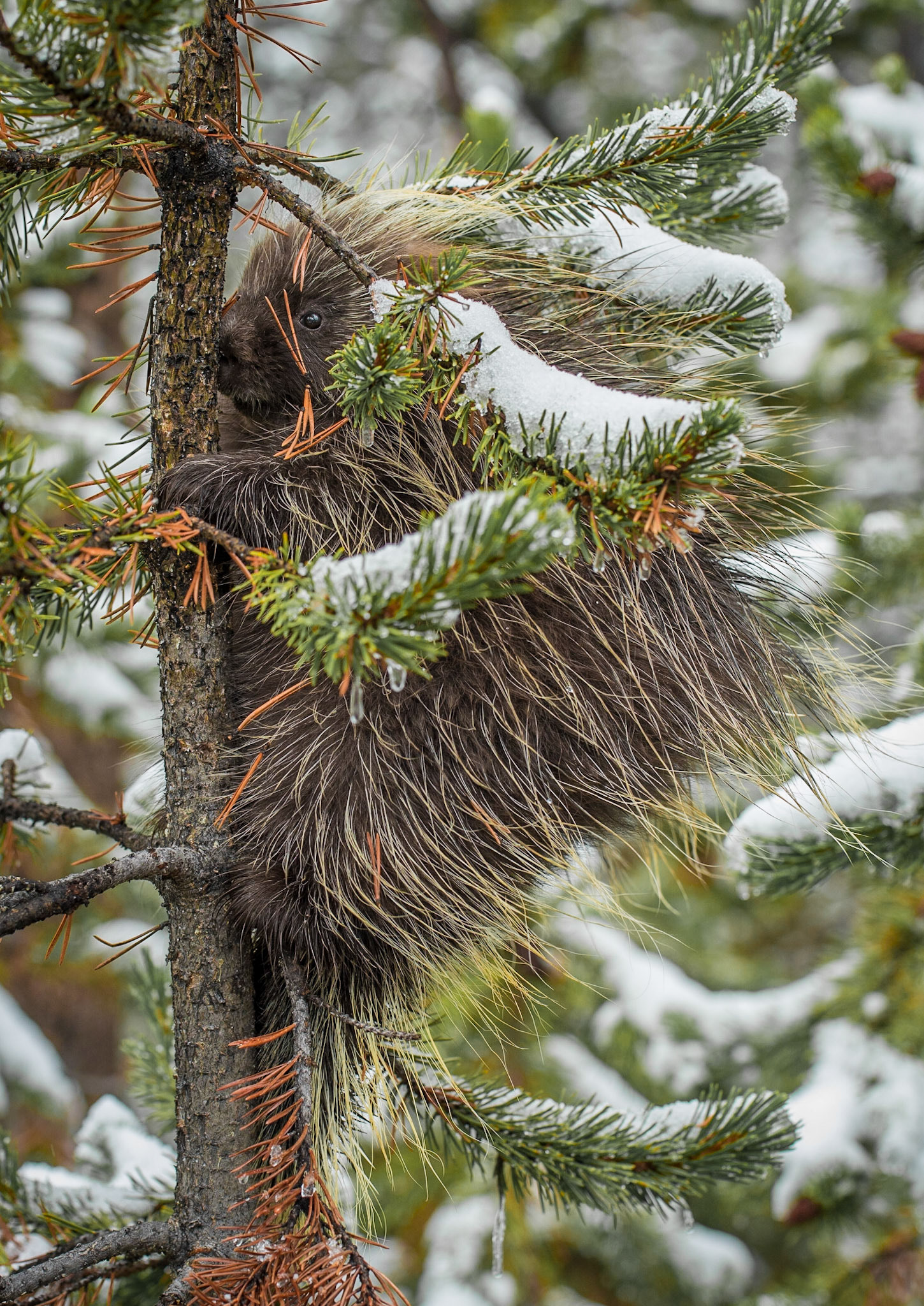 Porcupine