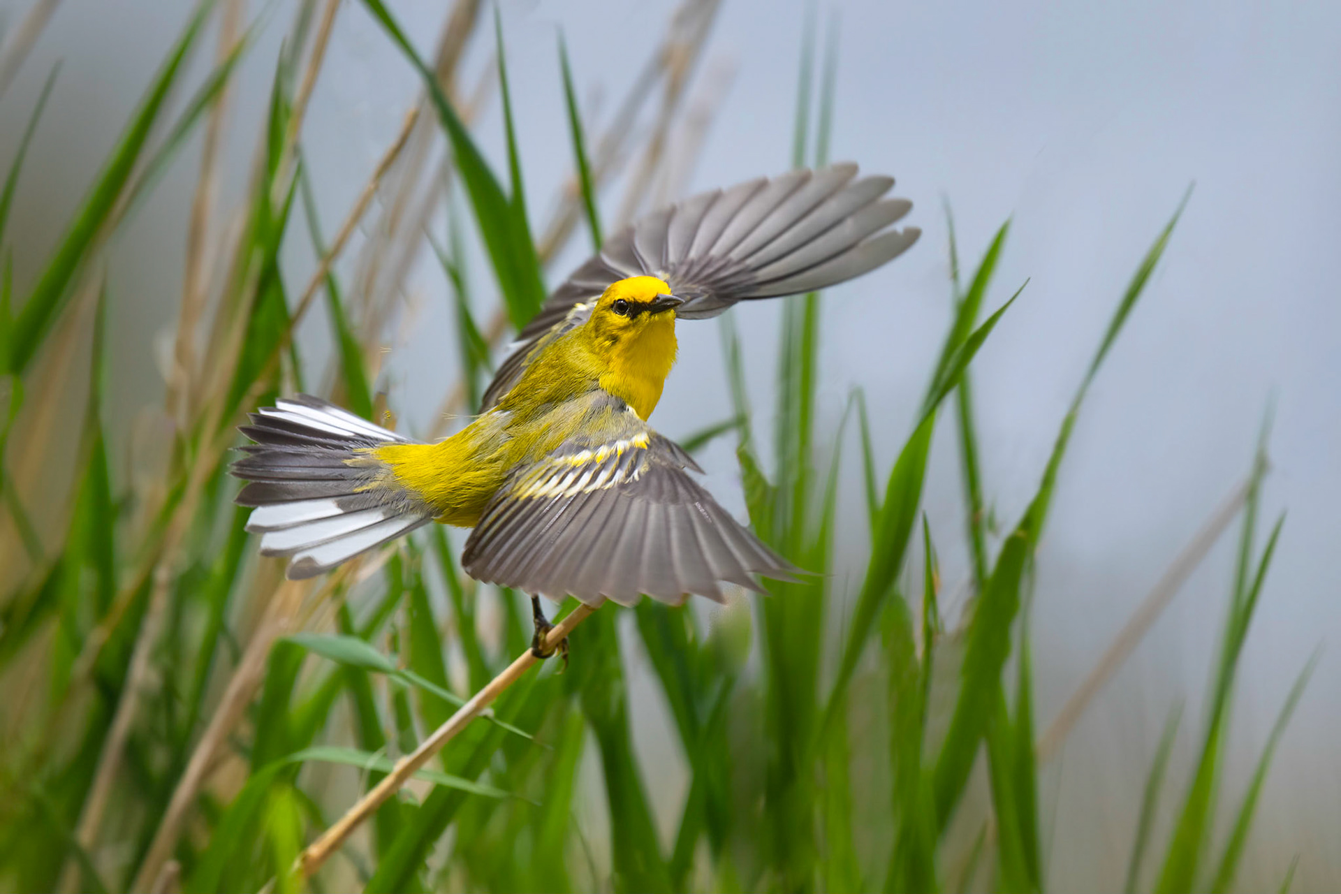 Blue-winged Warbler