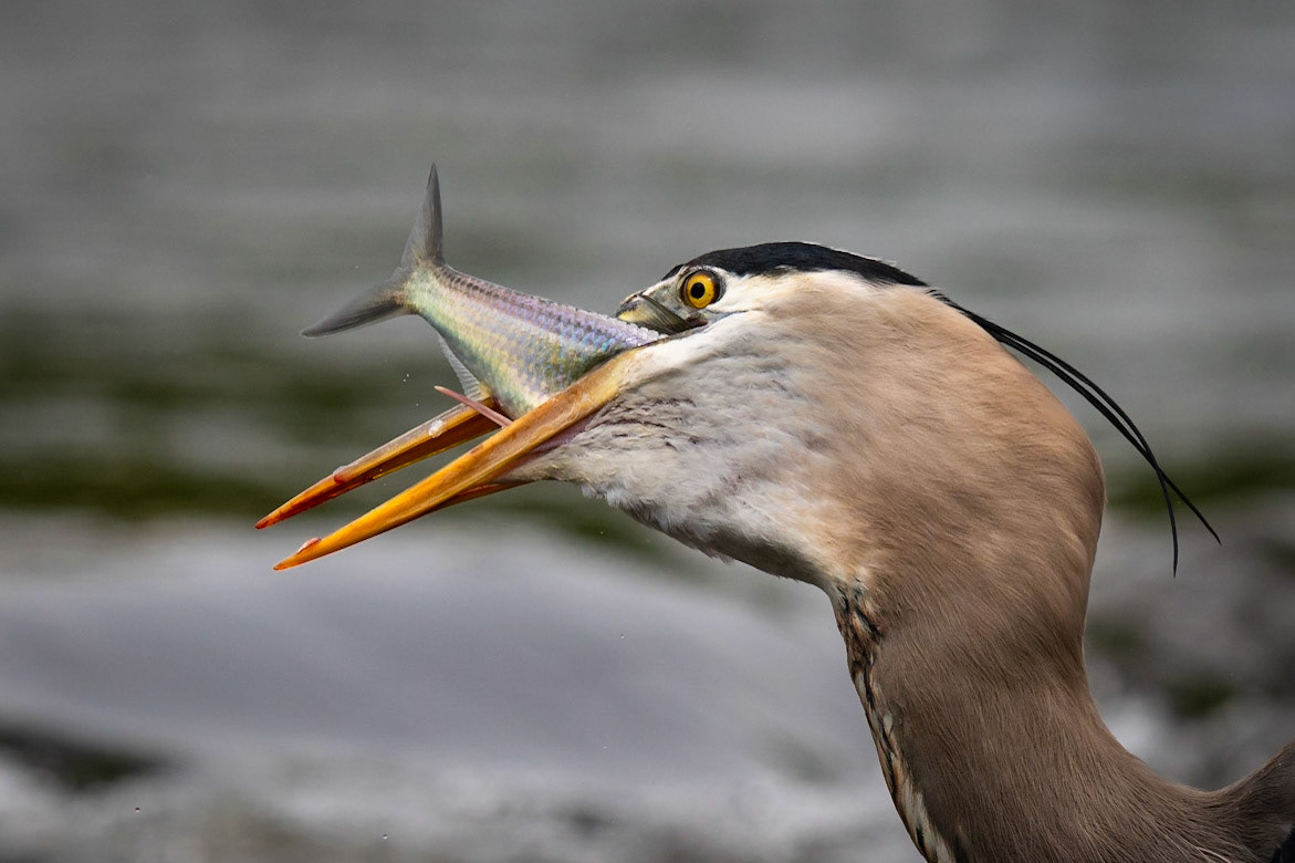 Great Blue Heron