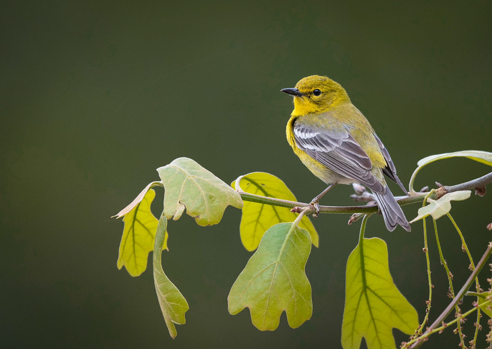 Pine Warbler