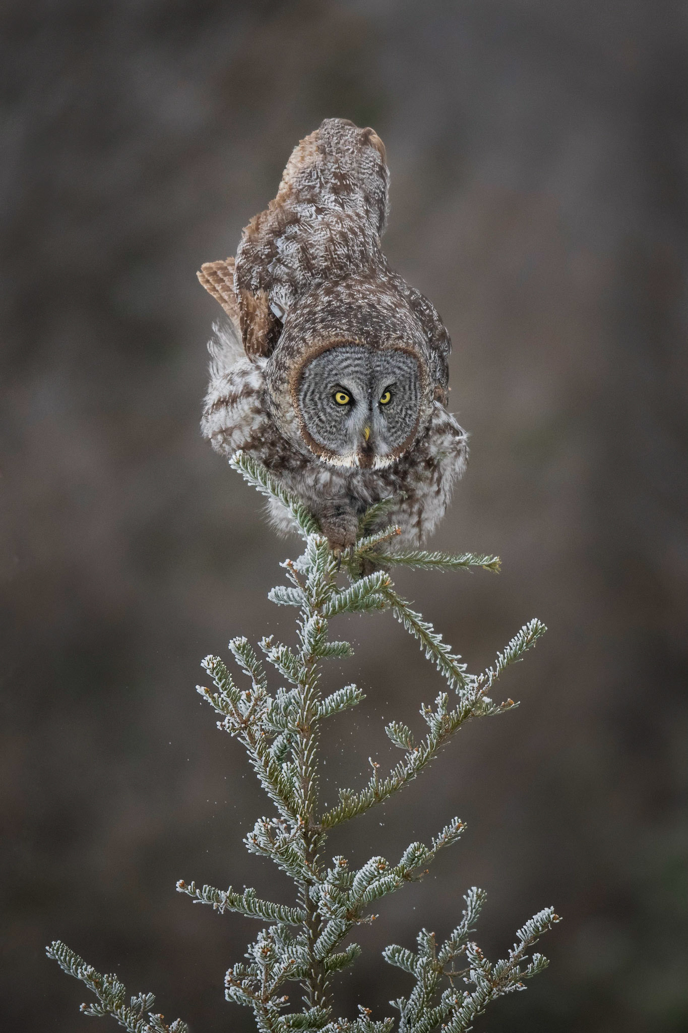 Great gray owl