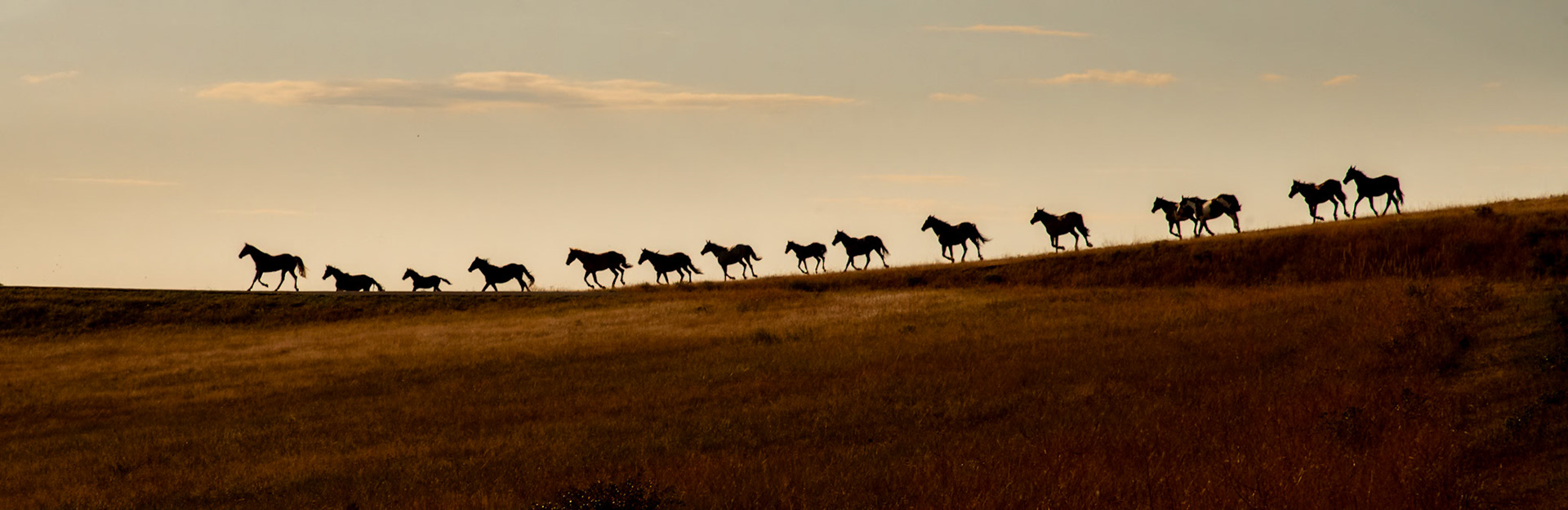 Wild mustangs on Crow Reservation