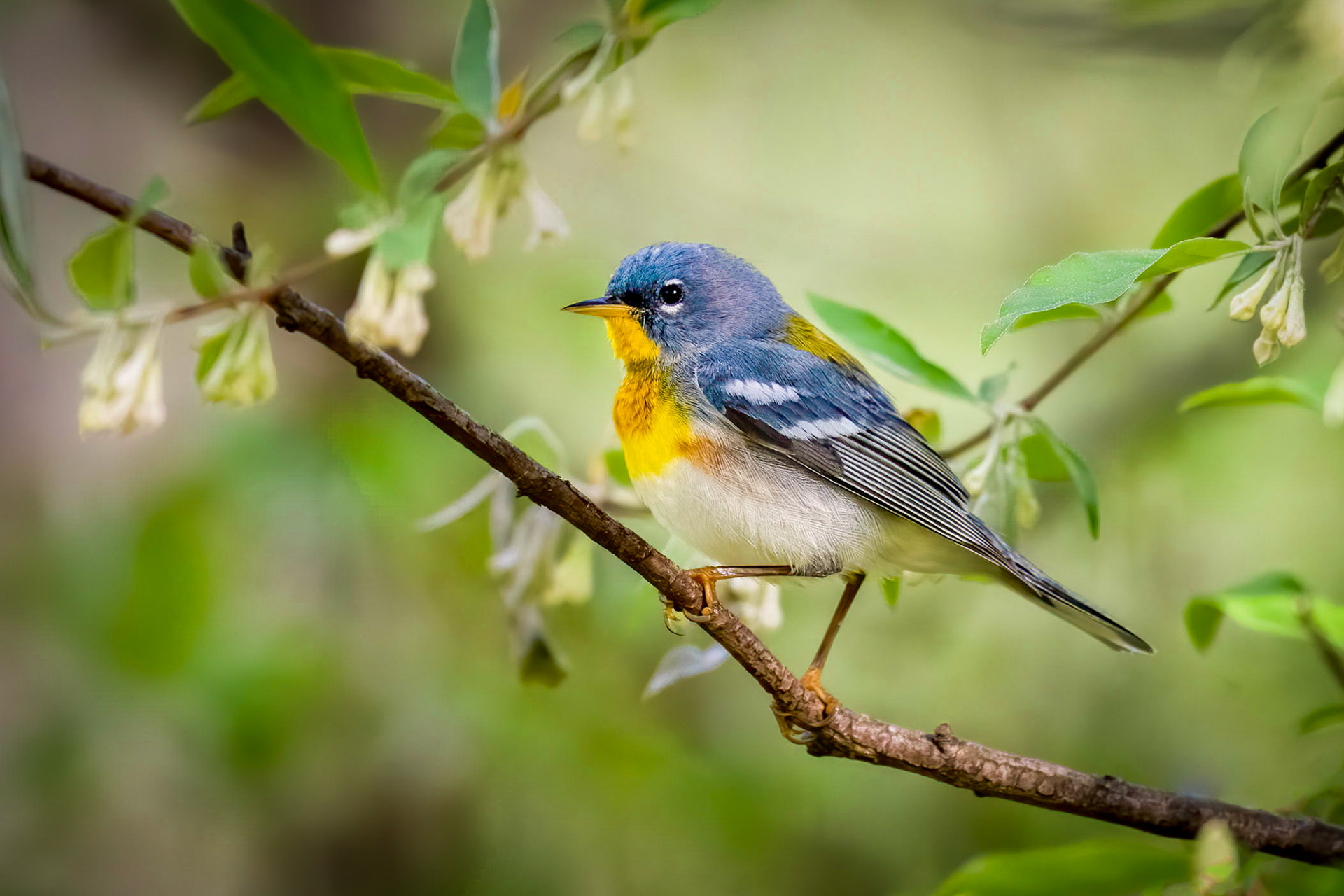 Northern Parula