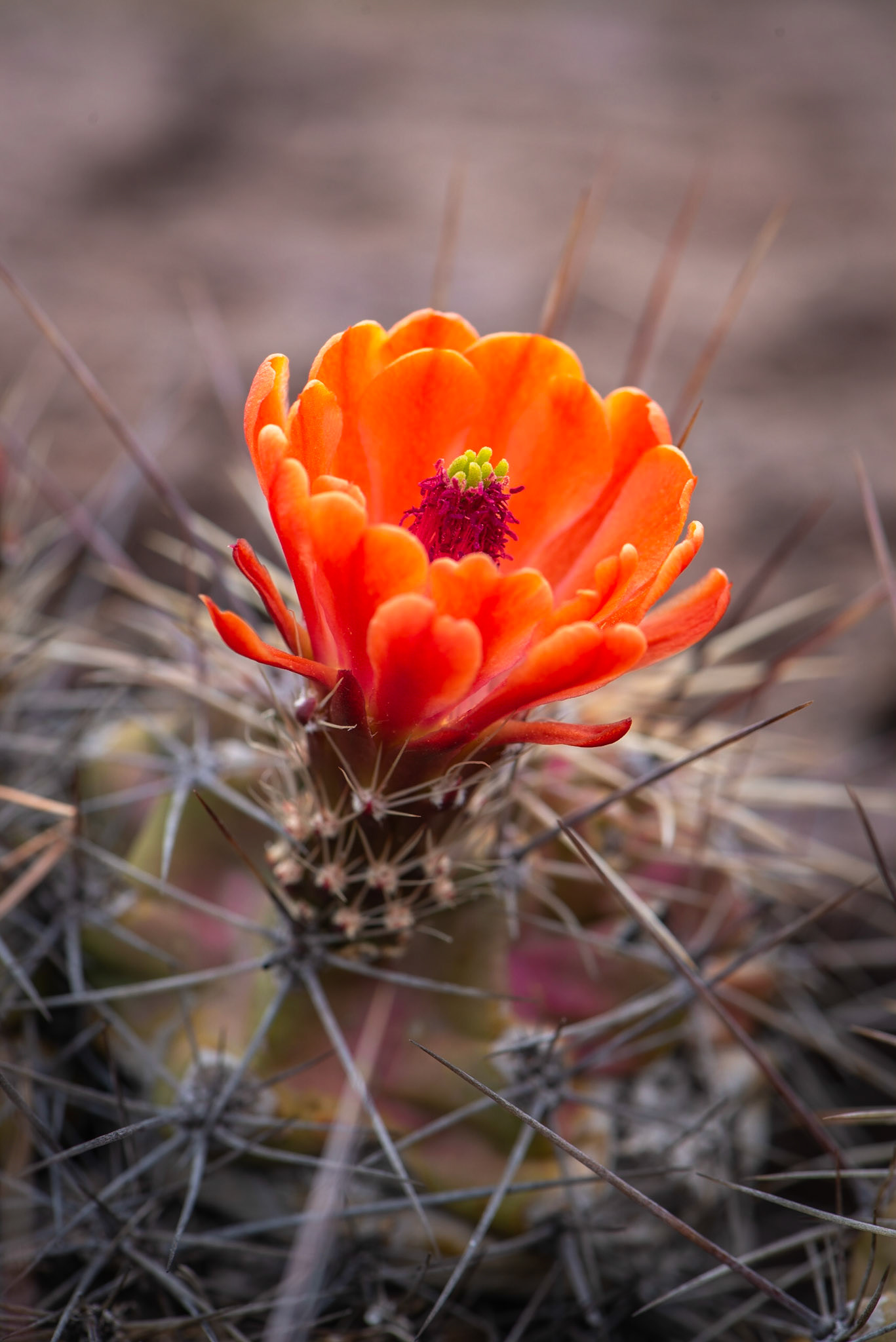 Claret Cup Cactus