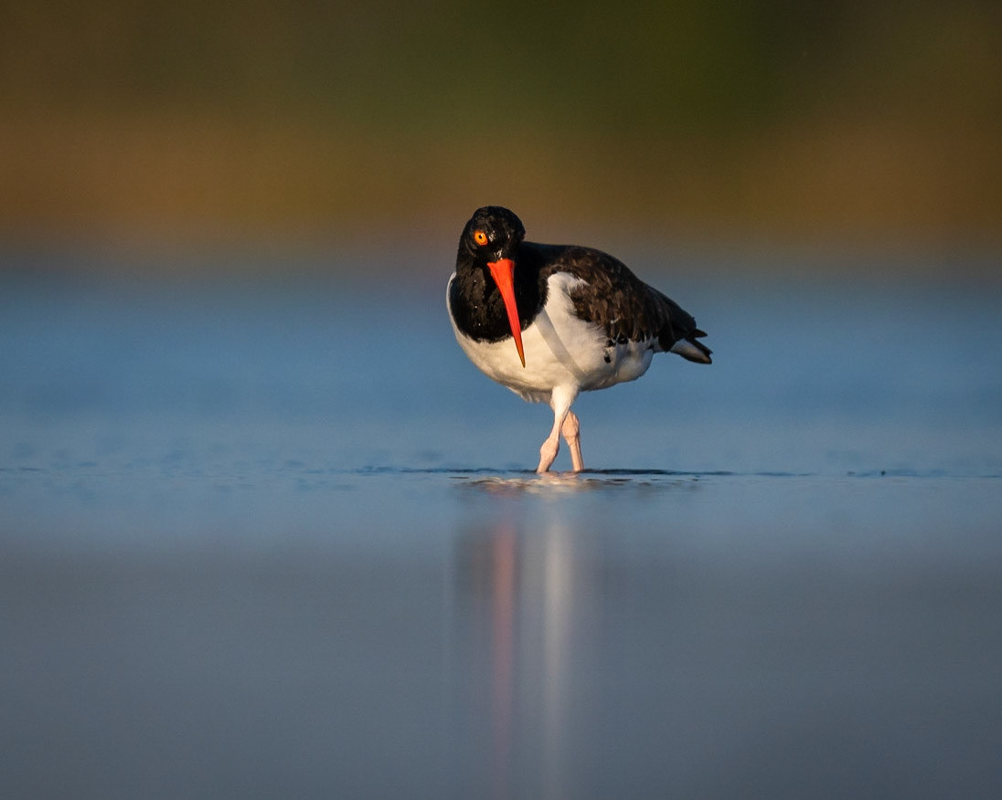 Oystercatcher