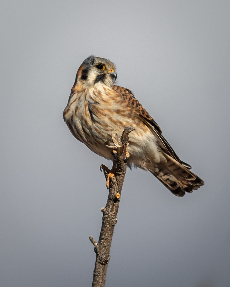 American Kestrel