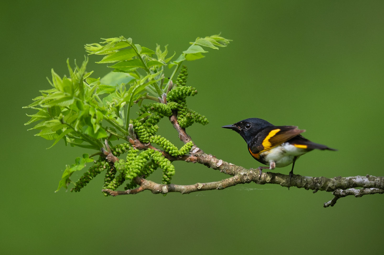 American Redstart
