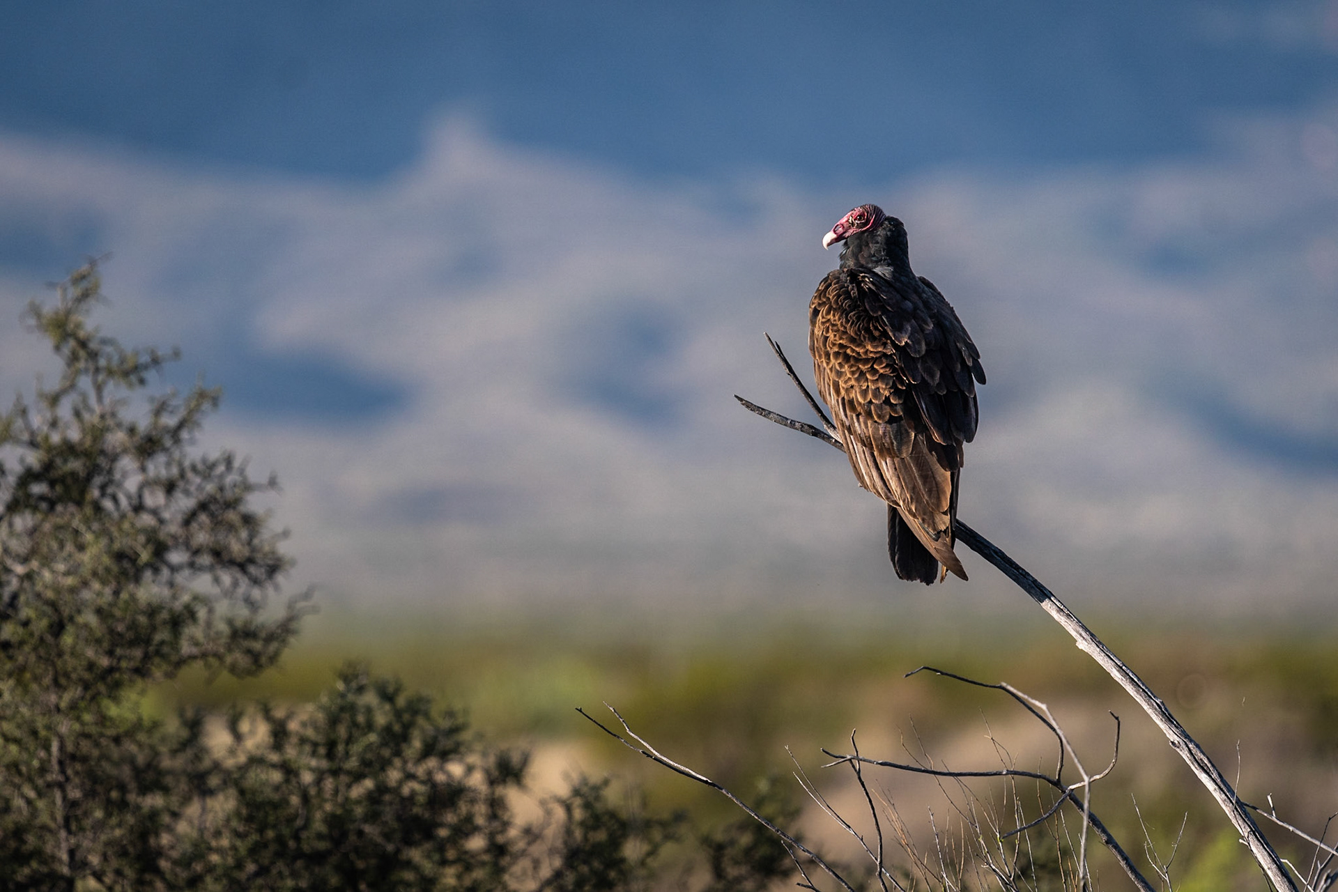 Turkey Vulture