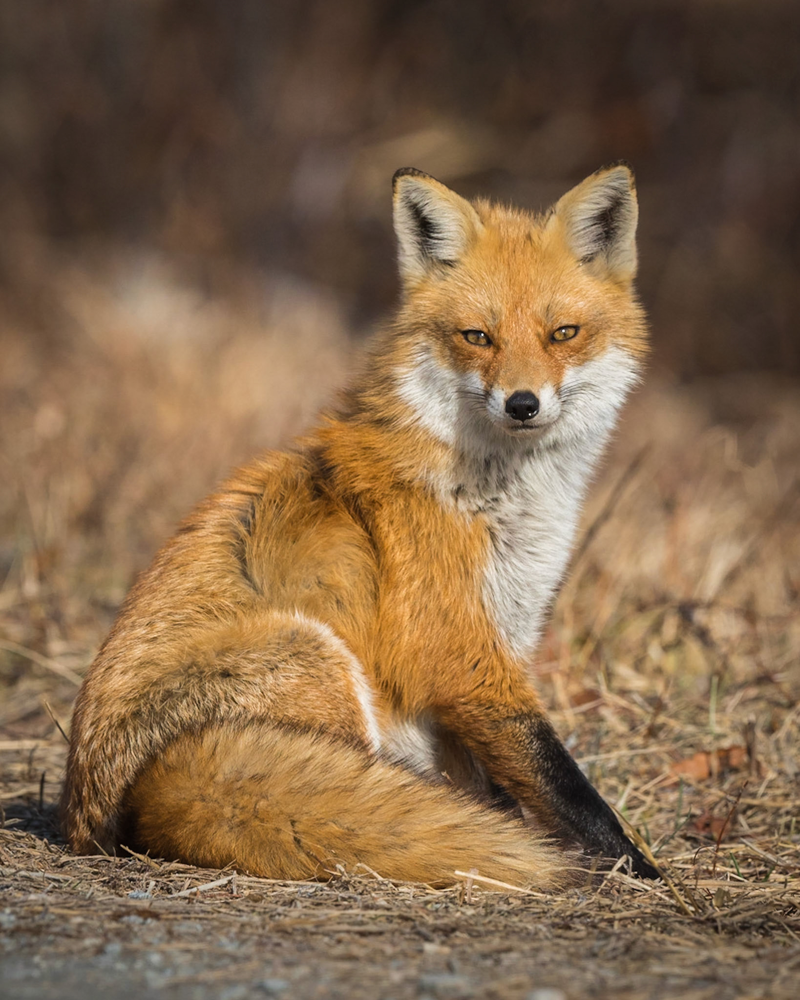 Red Fox