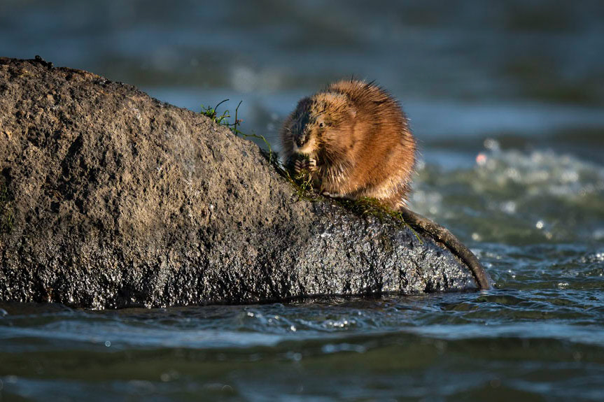 Muskrat