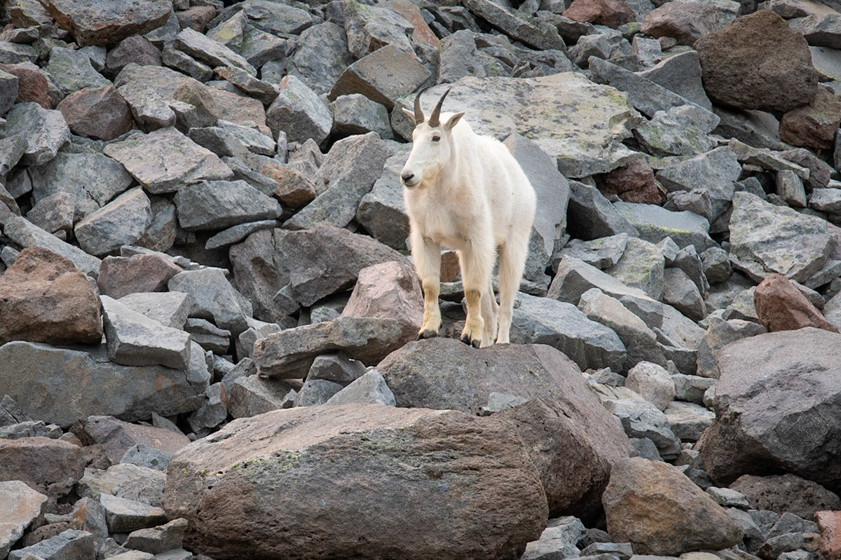 Mountain Goat