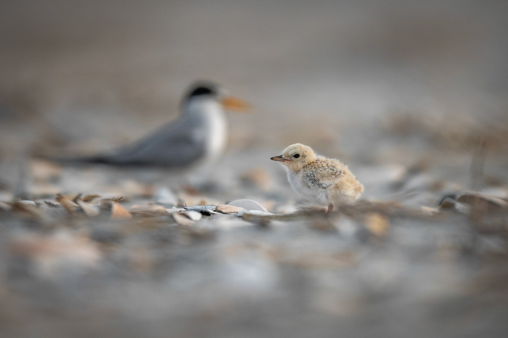 Least Tern 
