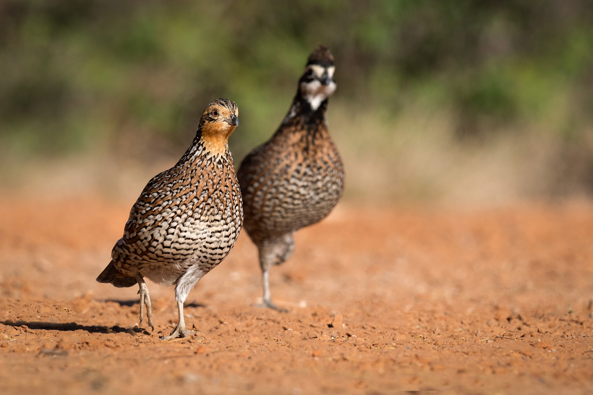Bobwhite Quail
