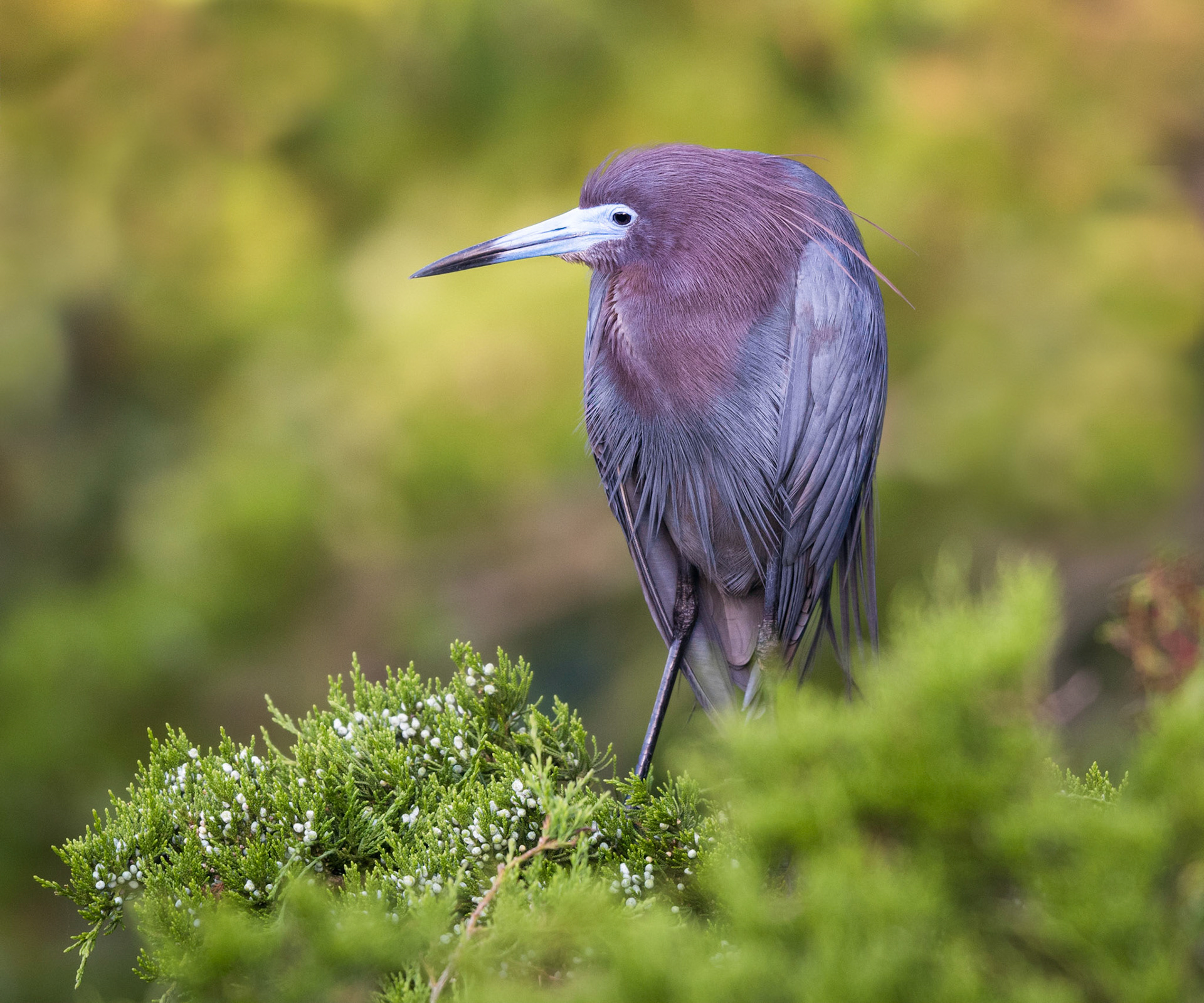 Little blue heron