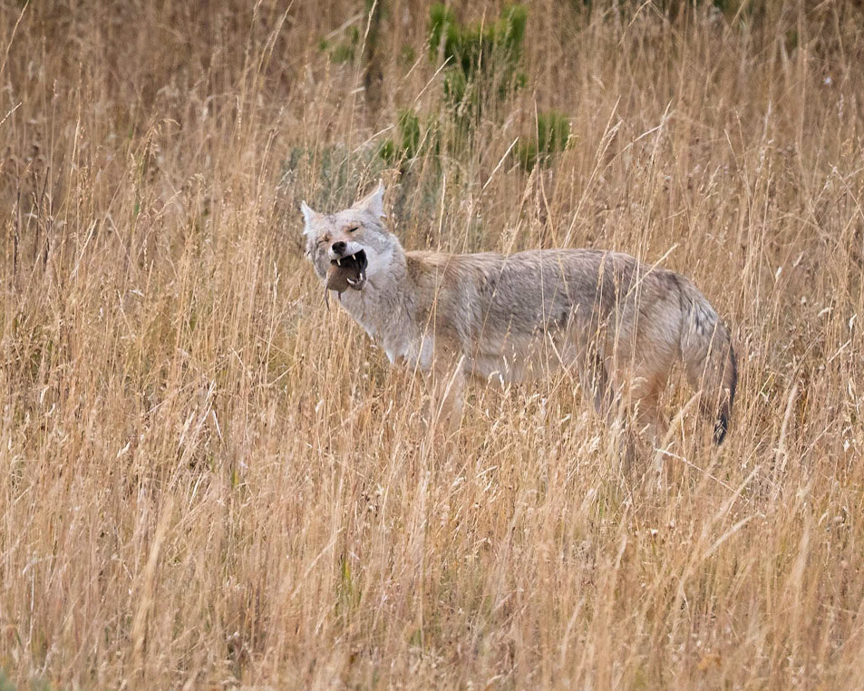 Coyote