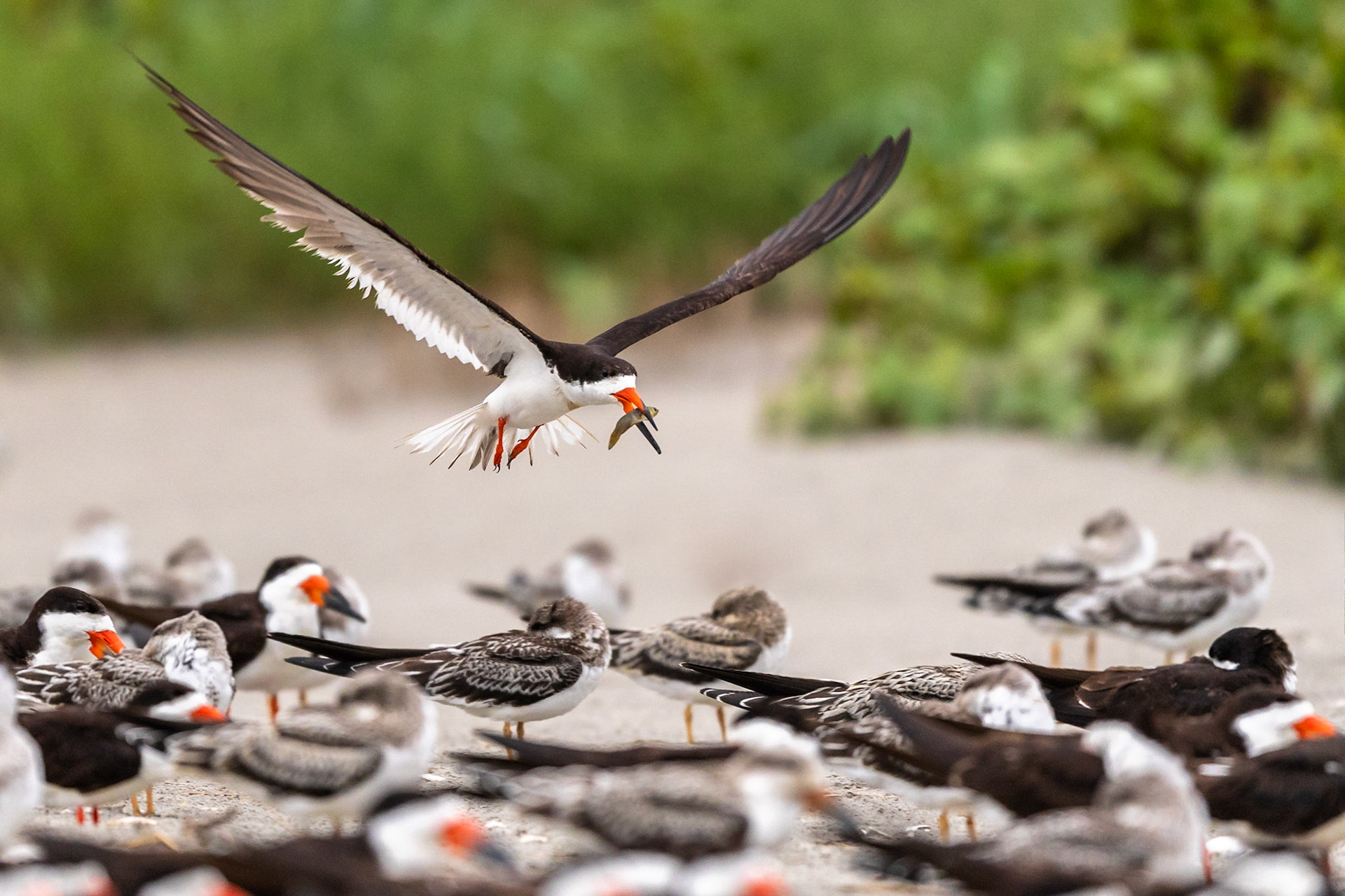 Black Skimmers