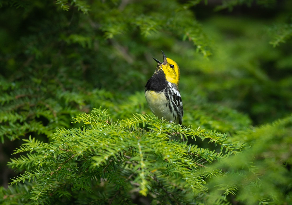 Black-throated Green Warbler