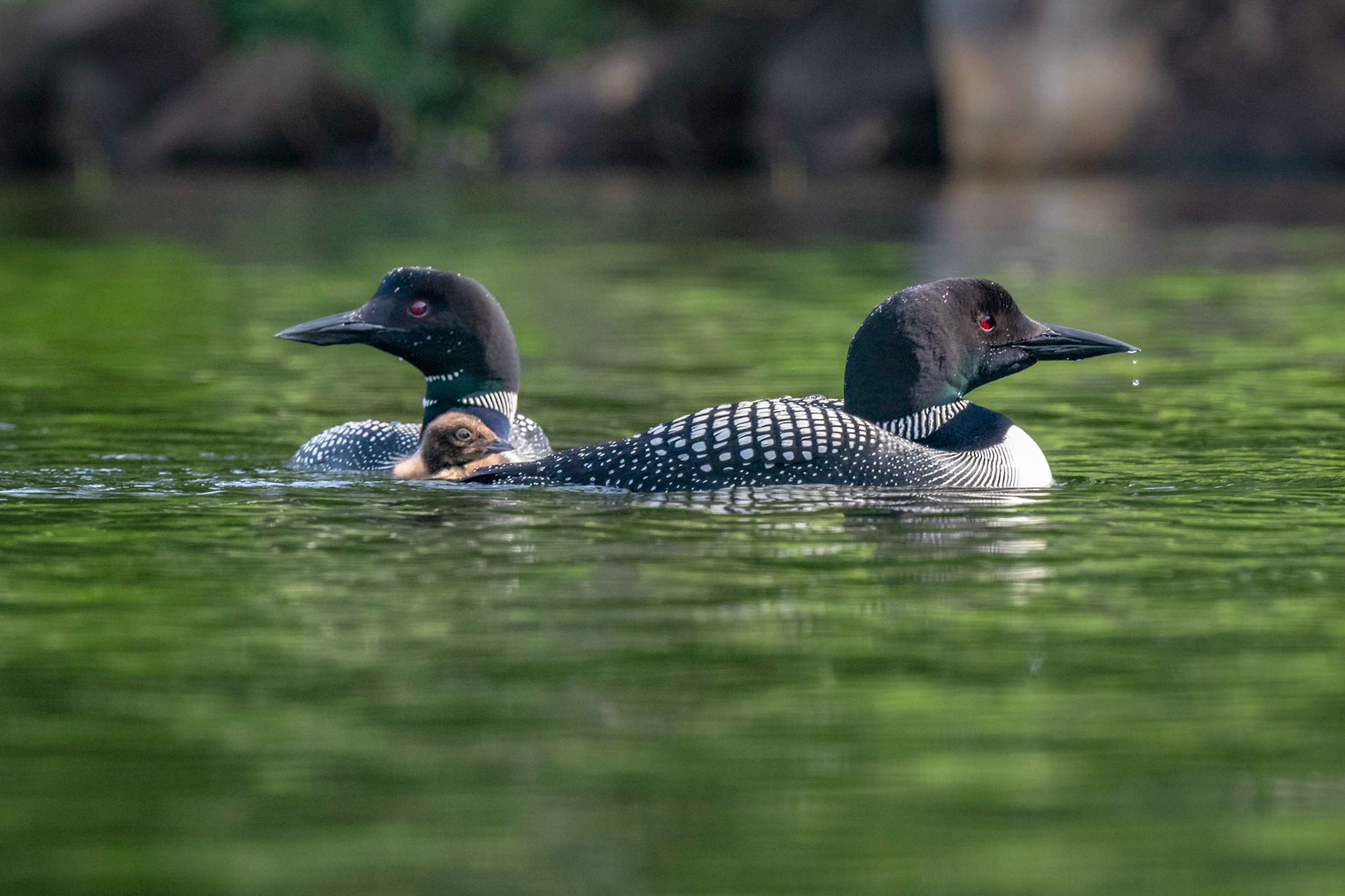 Common Loon