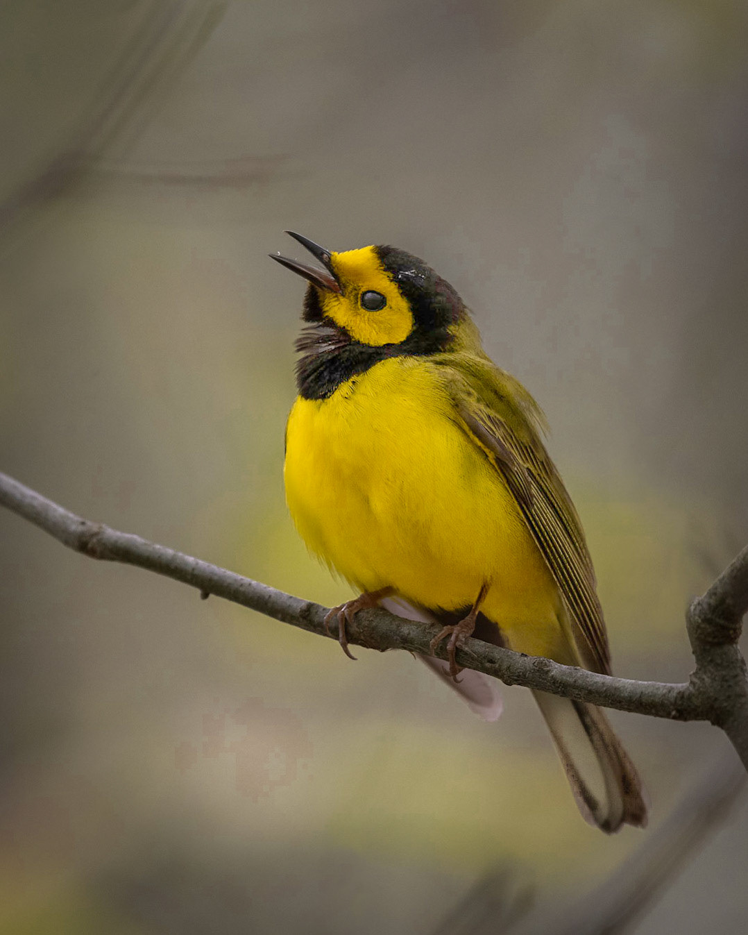 Hooded Warbler