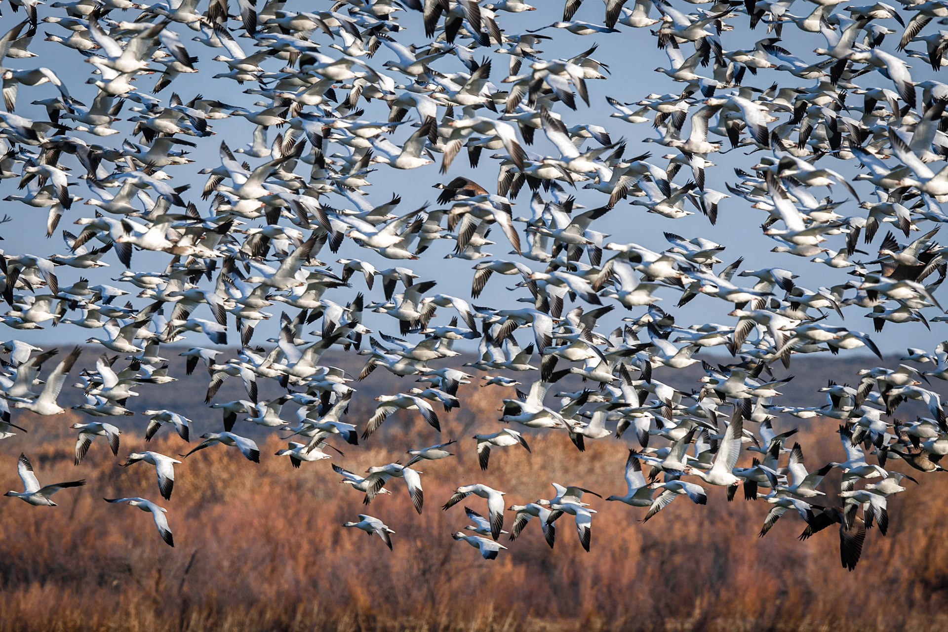 Snow Geese
