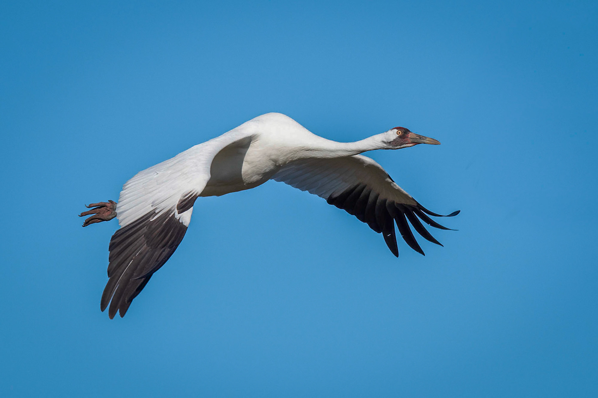 Whooping Crane