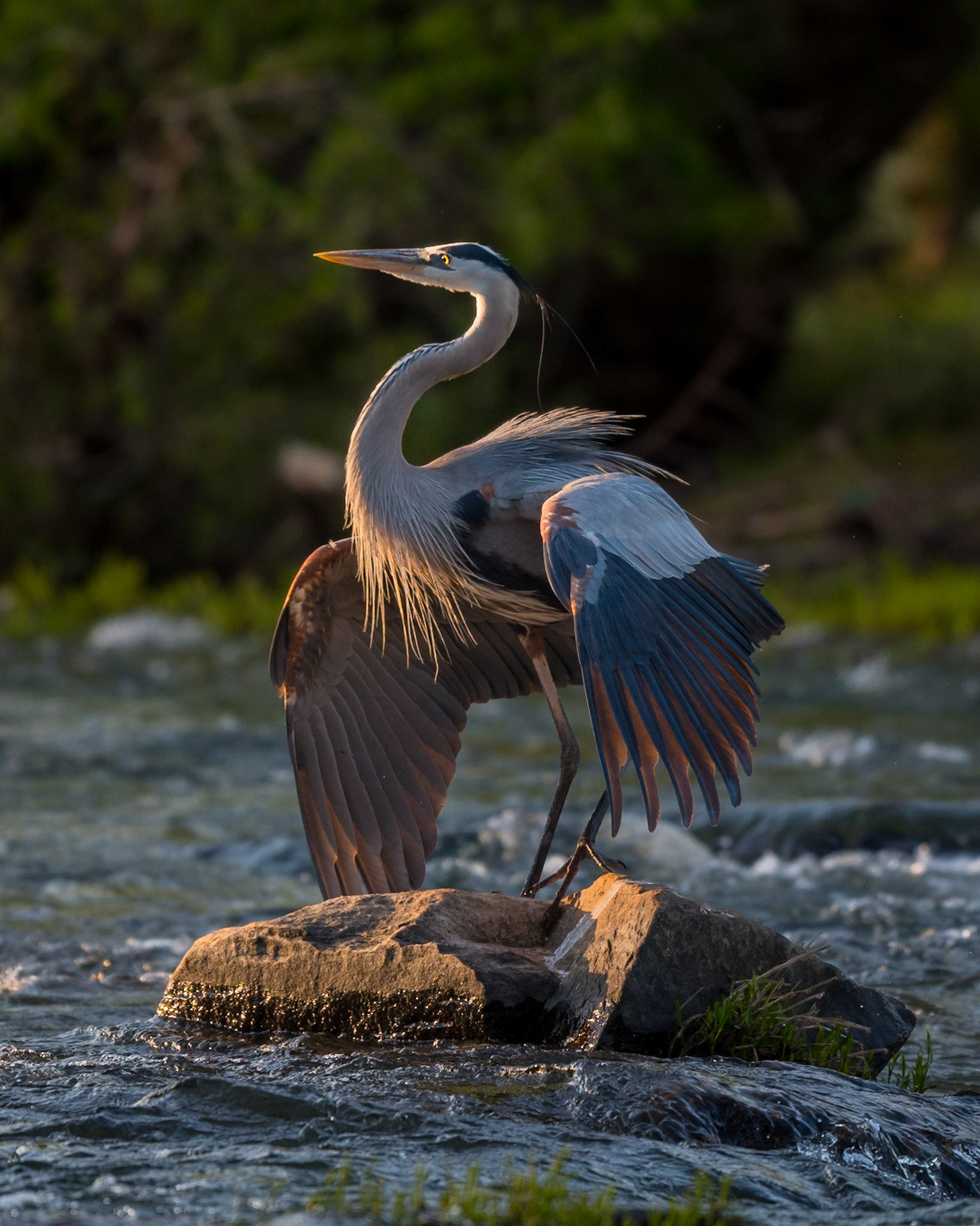 Great Blue Heron