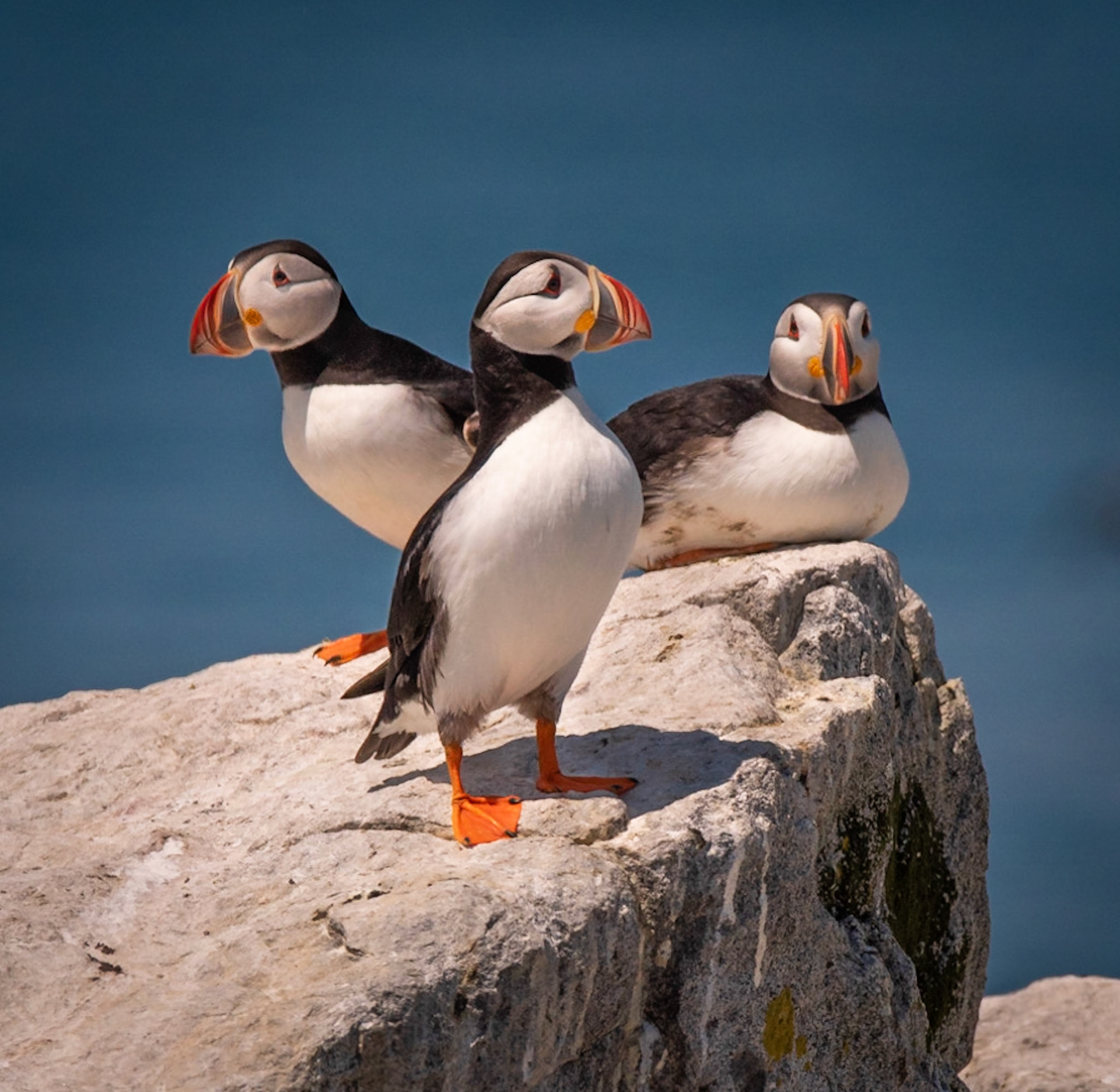 Atlantic Puffins