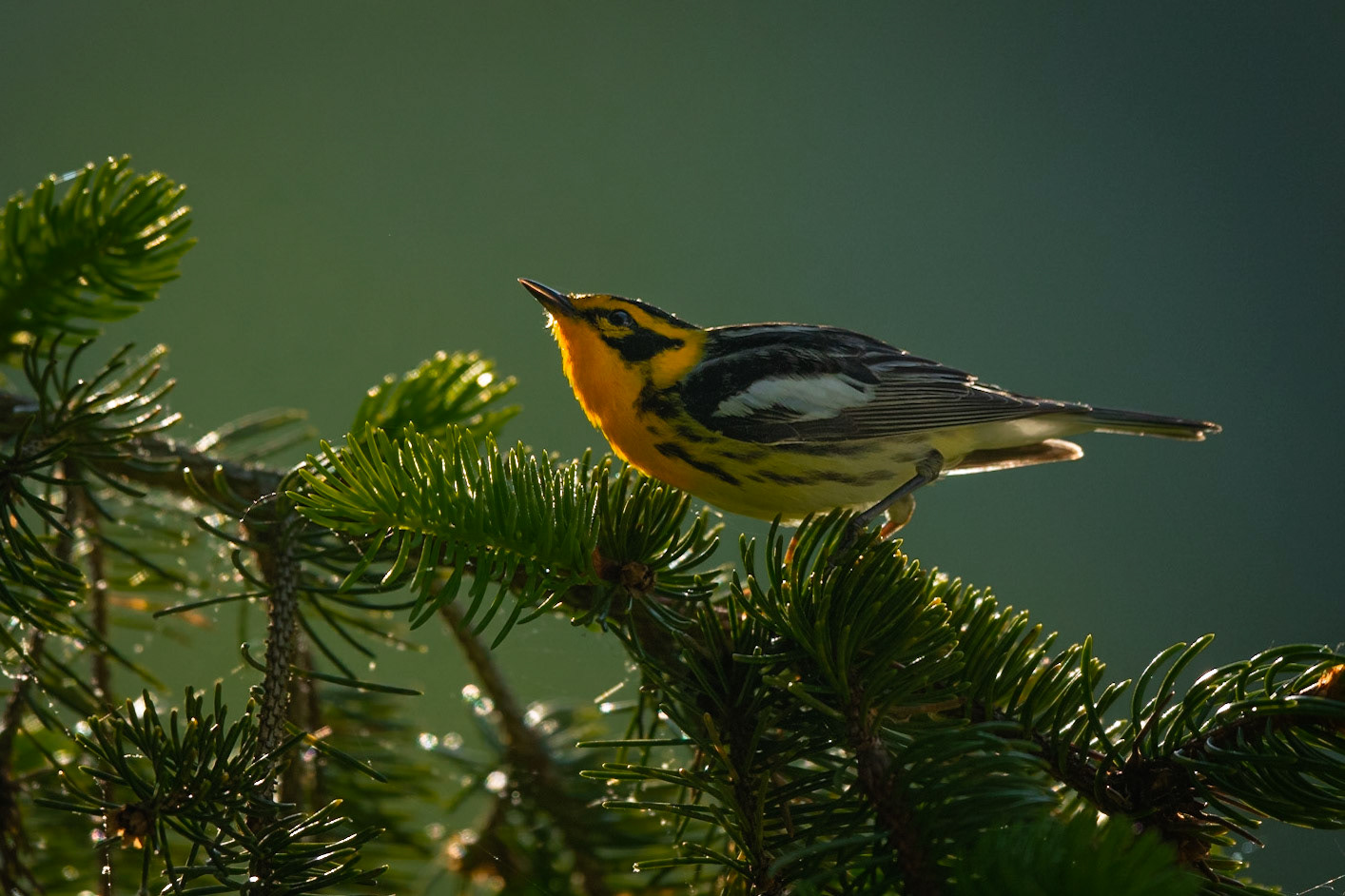 Blackburnian Warbler