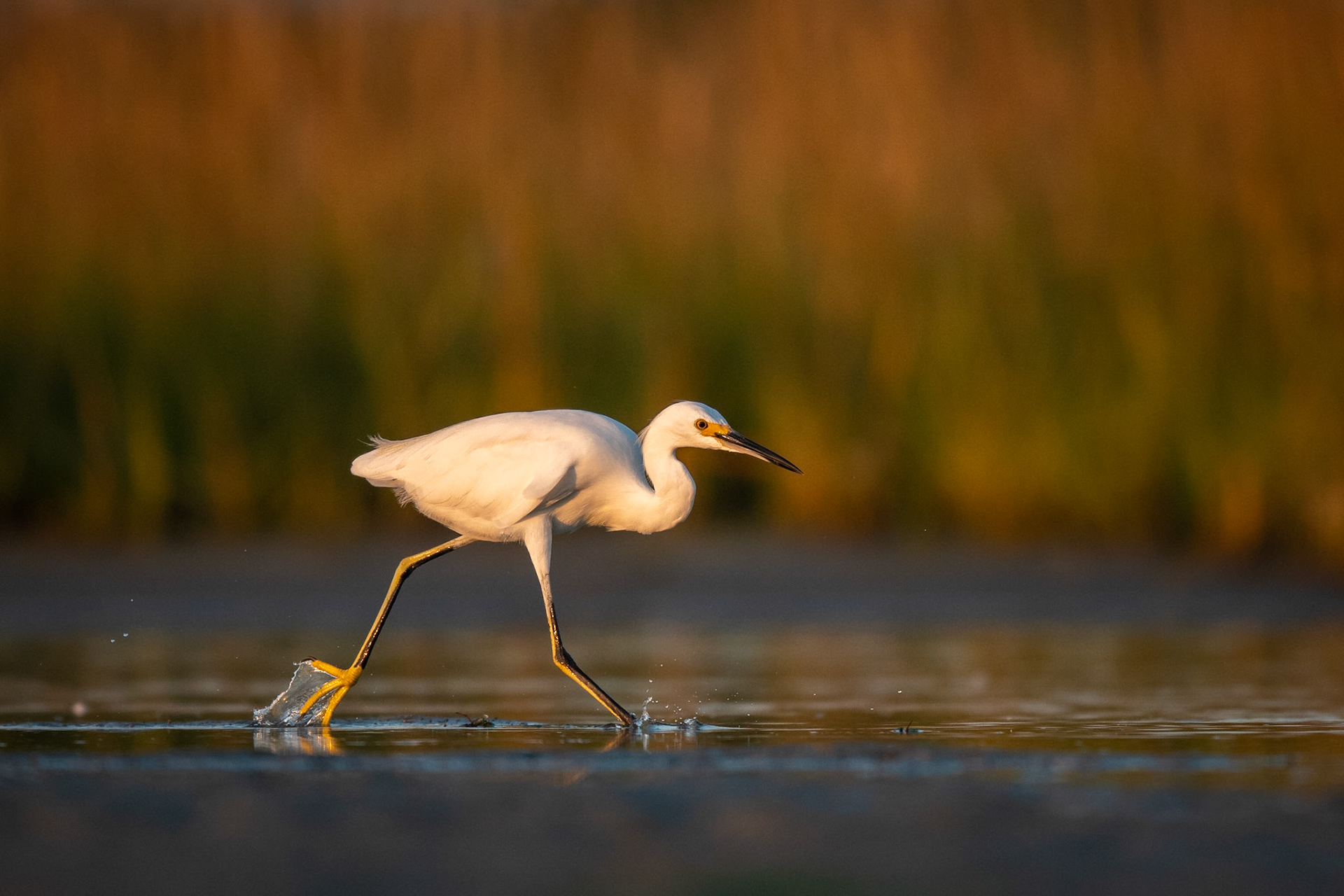 Snowy Egret