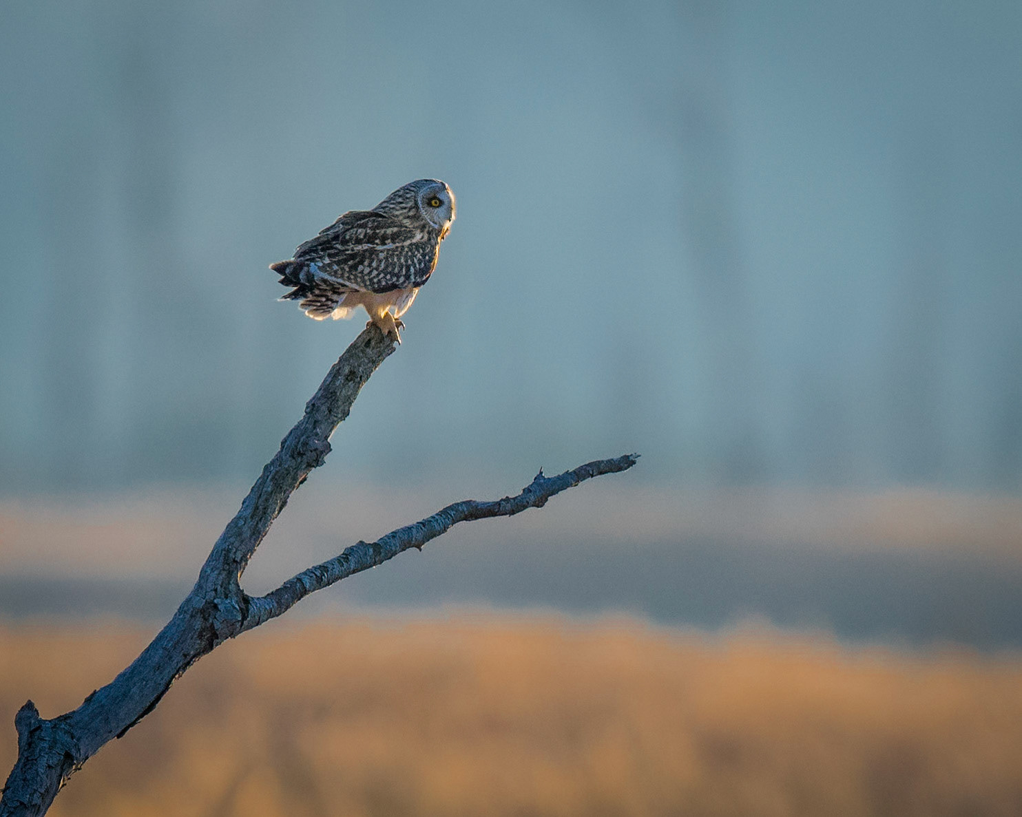 Short-Eared Owl