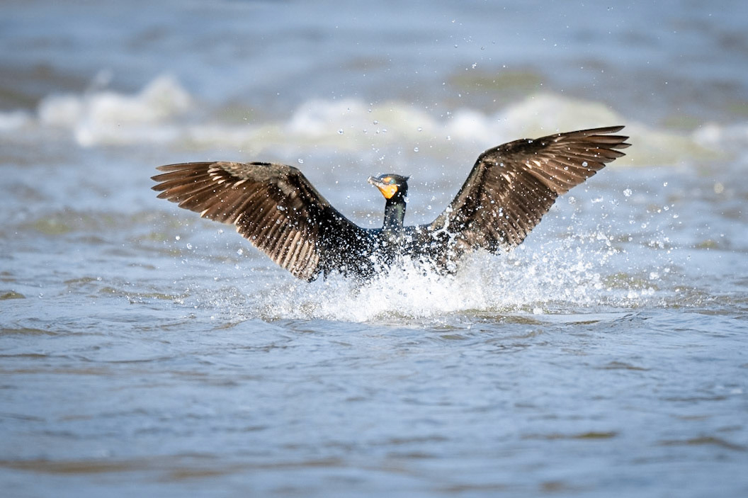 Double-crested Cormorant