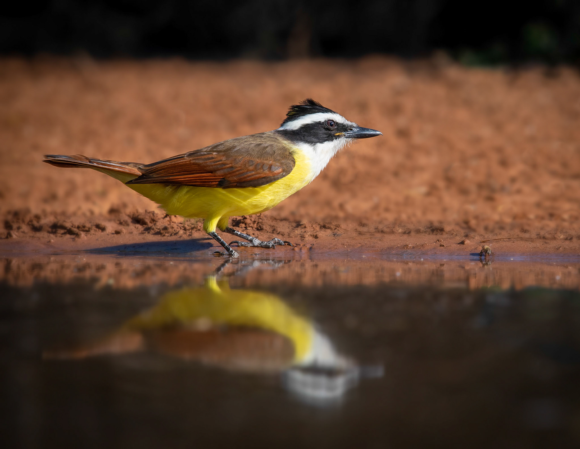 Kiskadee