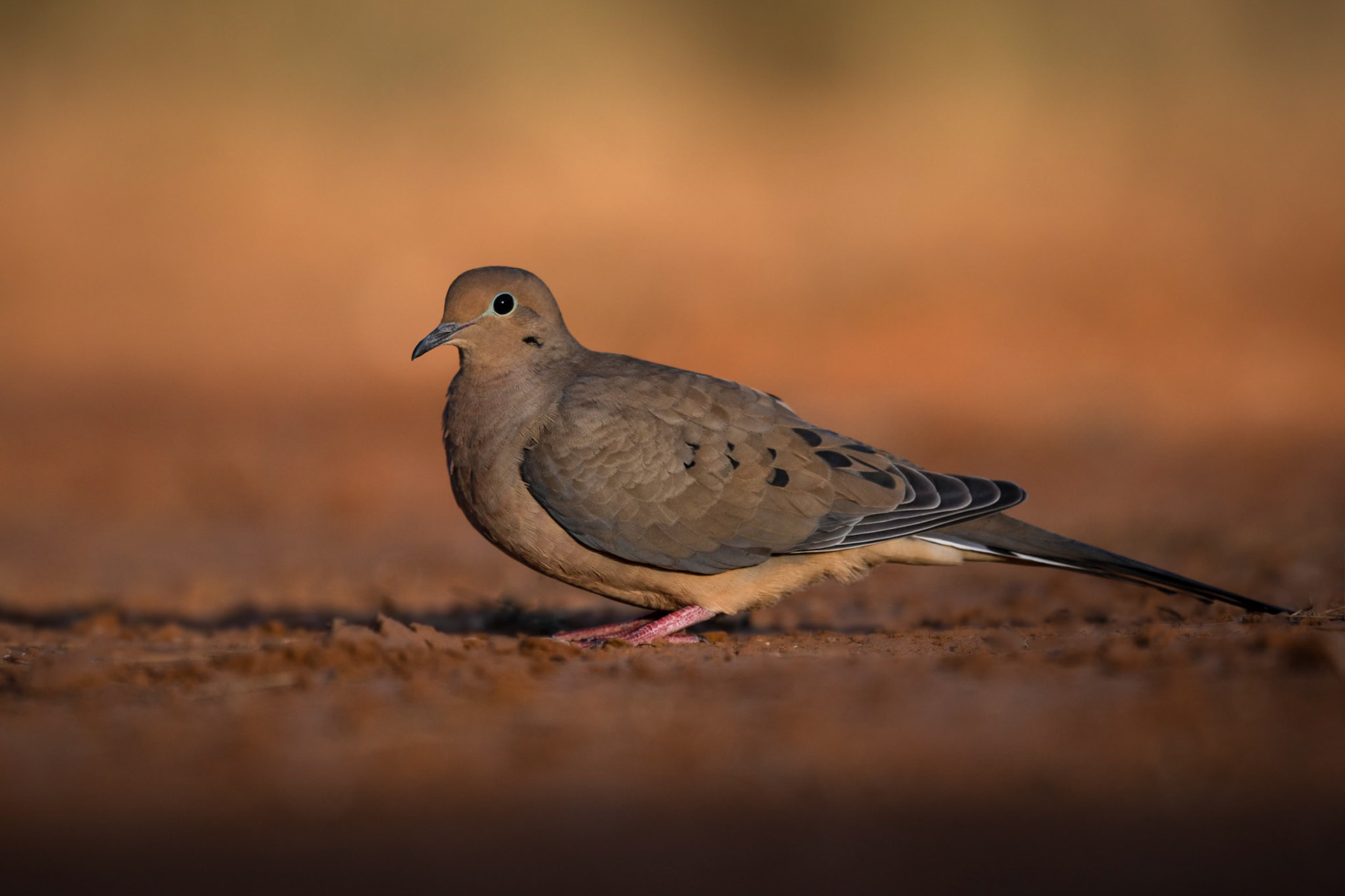 White-winged Dove