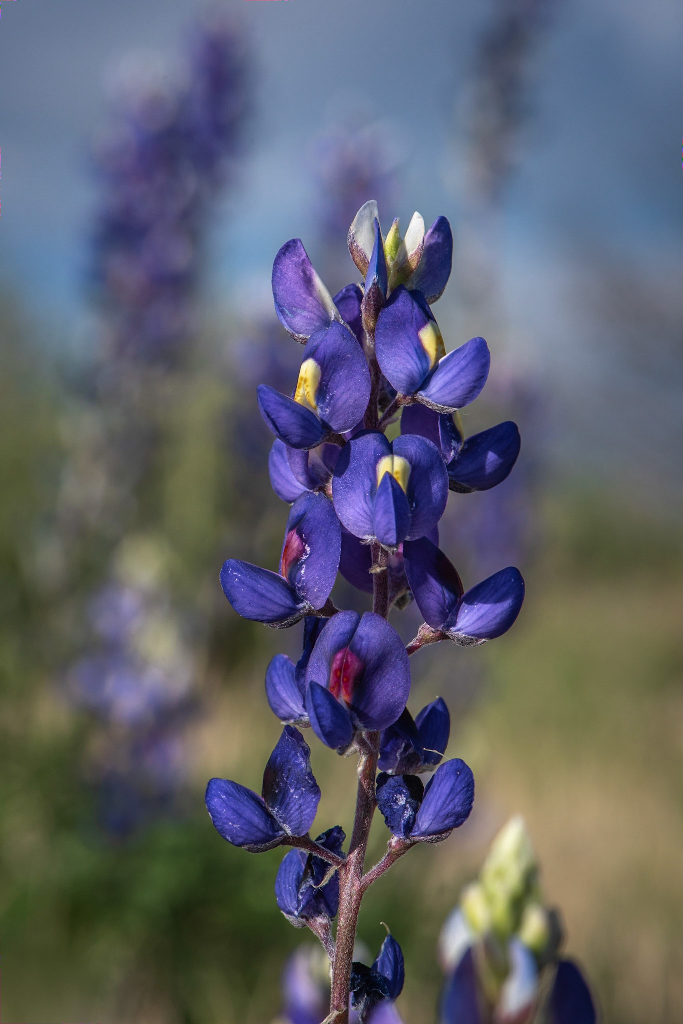 Big Bend Bluebonnet
