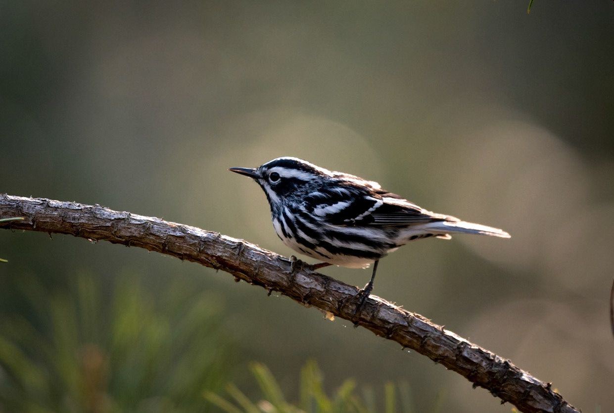 Black and White Warbler