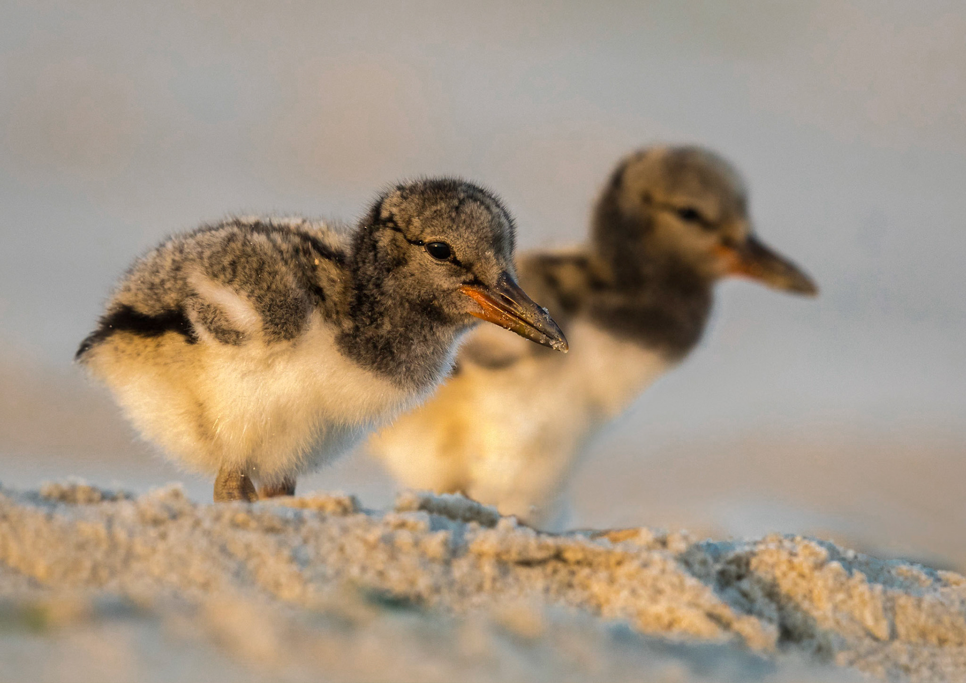 Oystercatcher Chicks