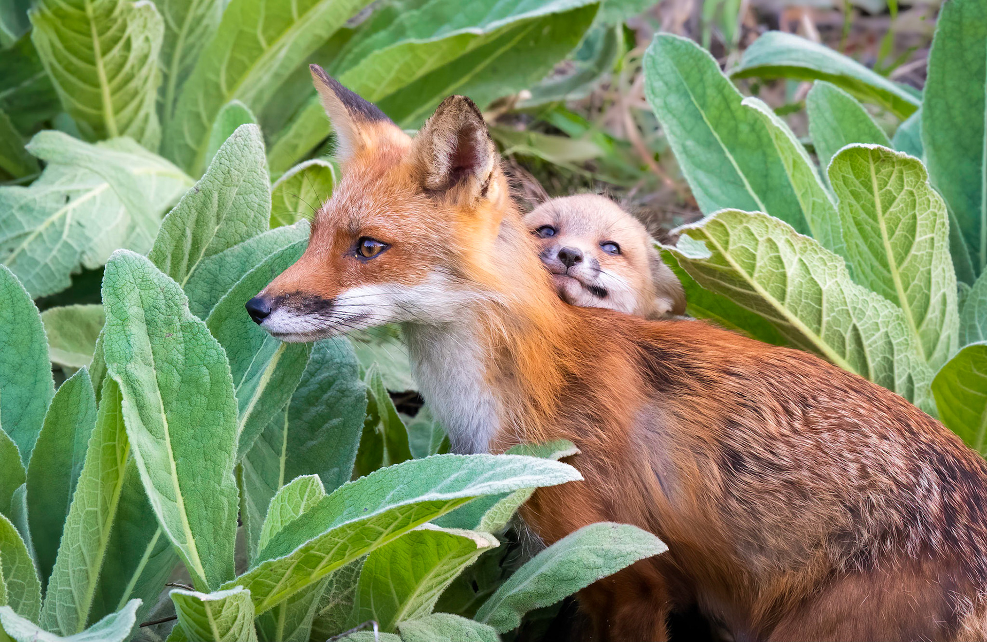 Honorable Mention, Animals: Vixen and Kit