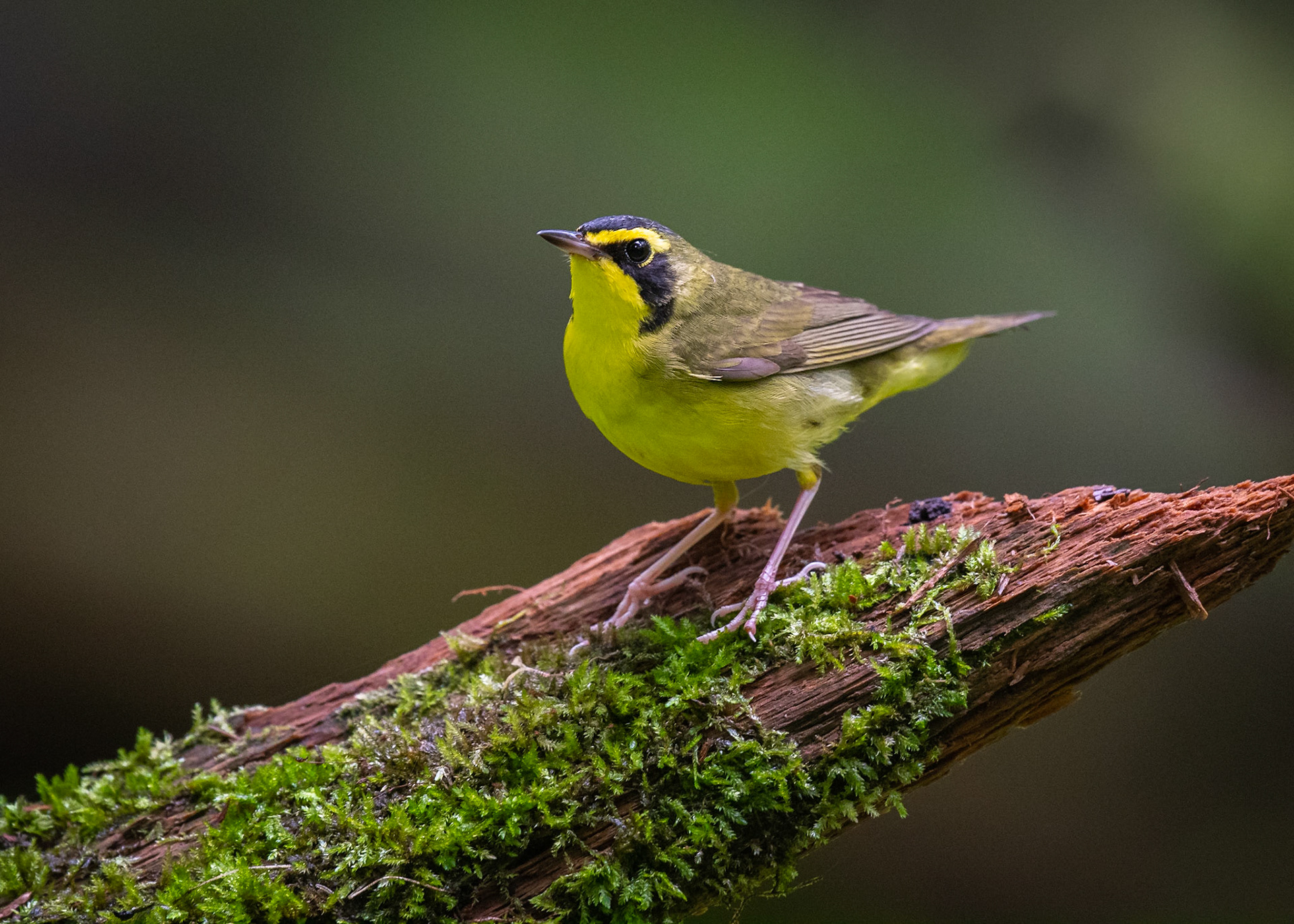 Kentucky Warbler