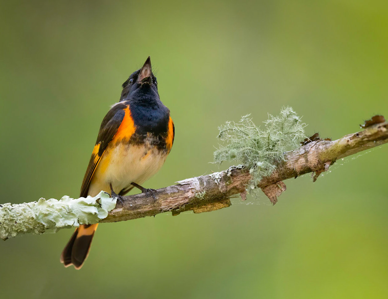 American Redstart