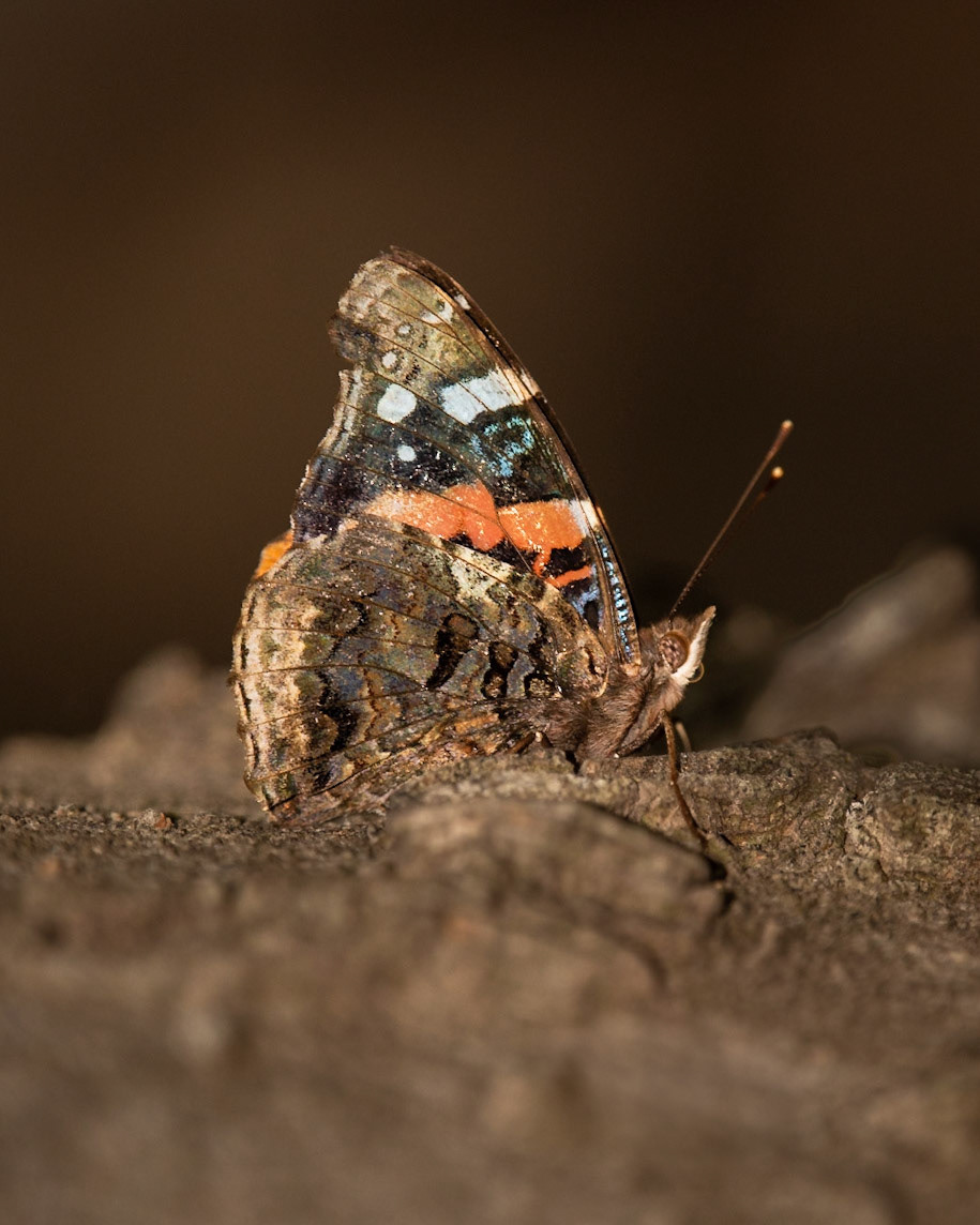 Red Admiral