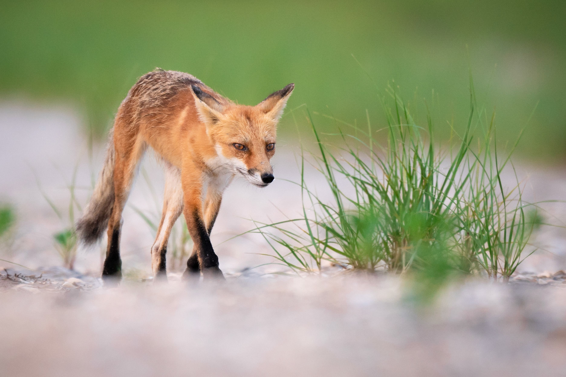 Red Fox Fox