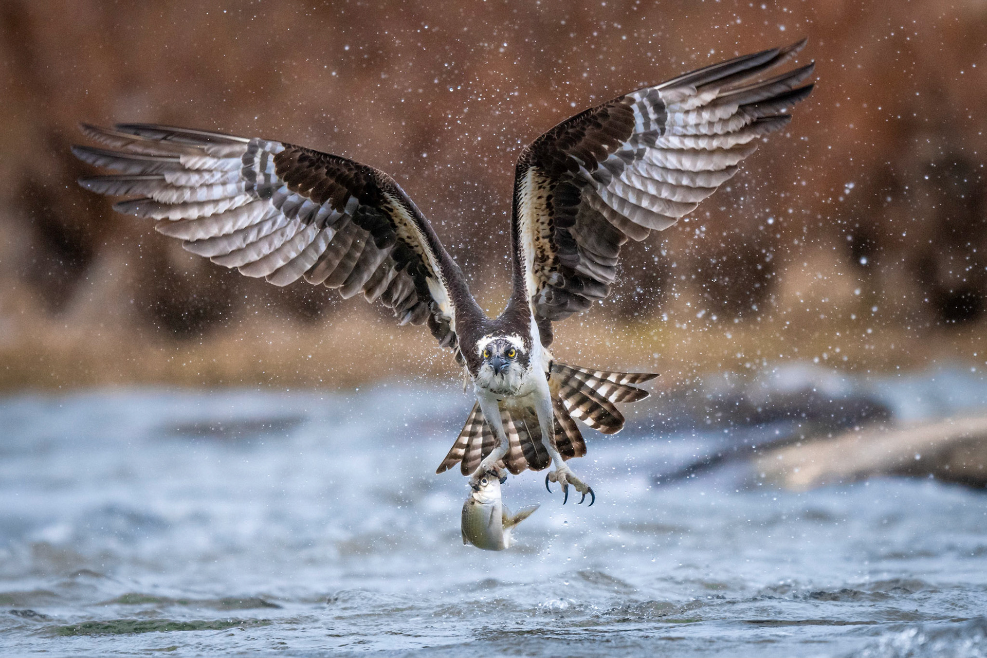 Osprey