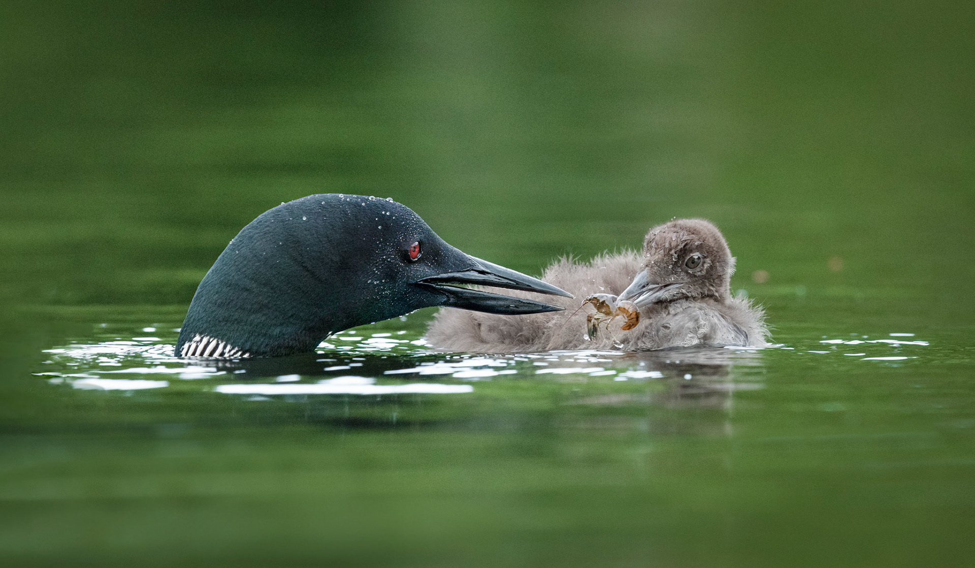 Common Loon