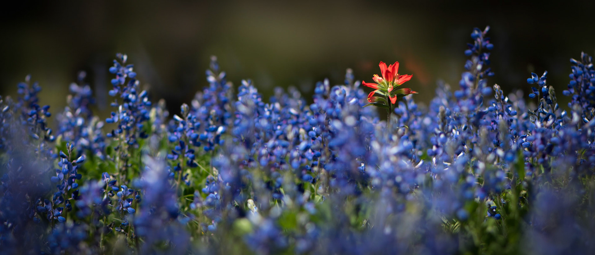 Indian paintbrush in bed of Texas Bluebonnet