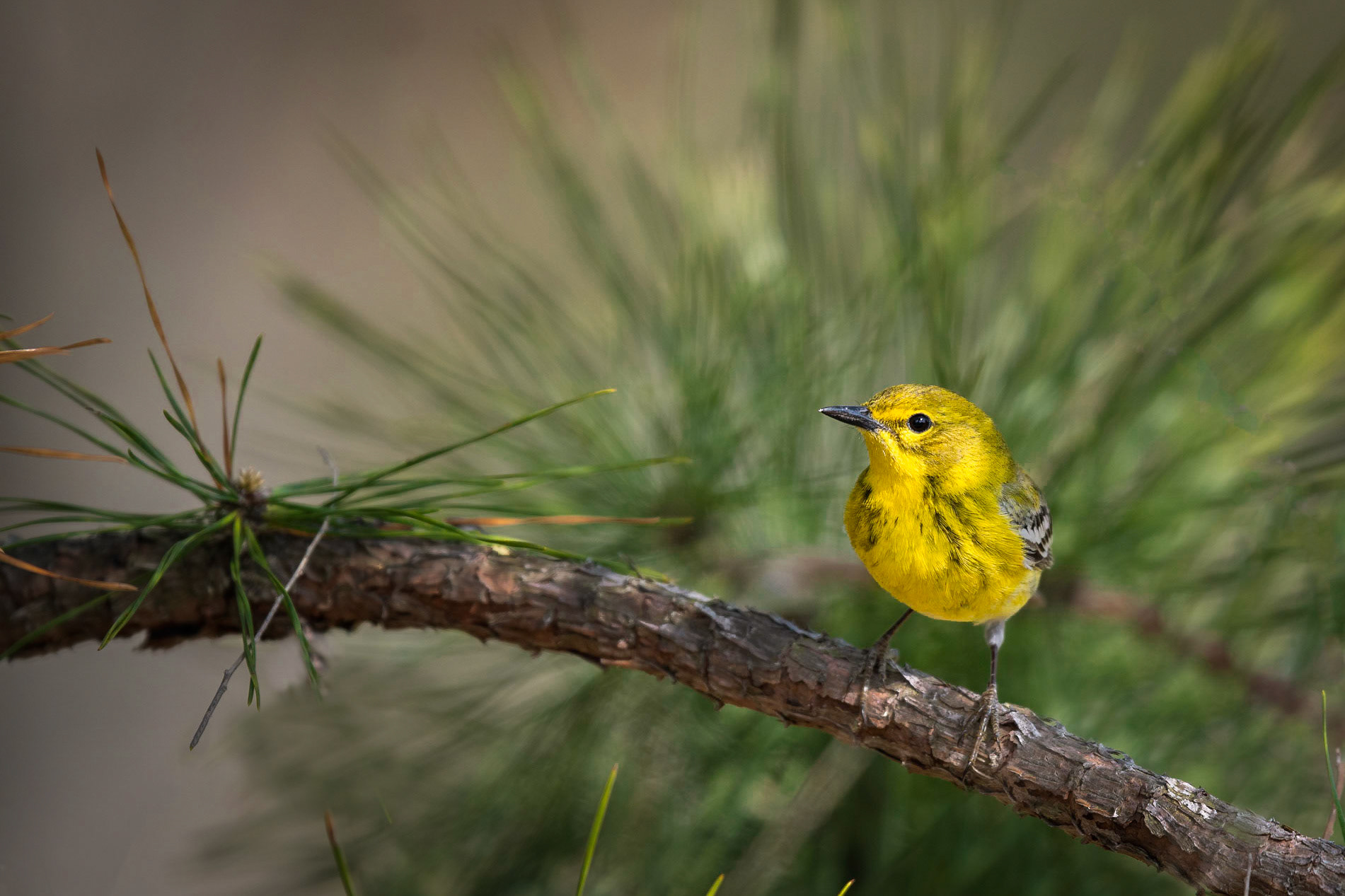 Pine Warbler